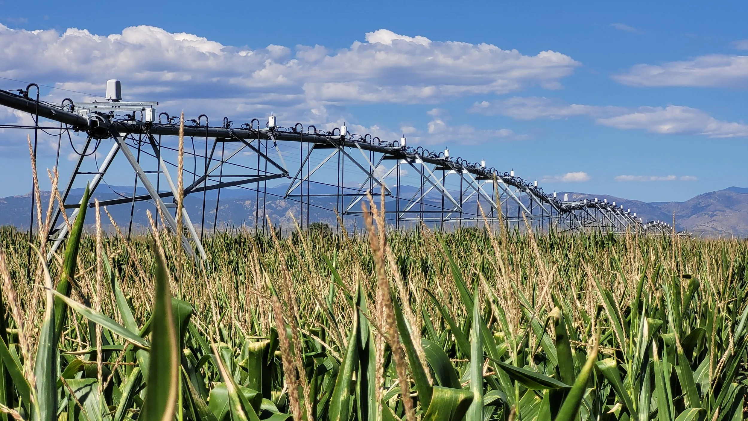 CSU-TAPS Finds That Irrigation Timing Matters