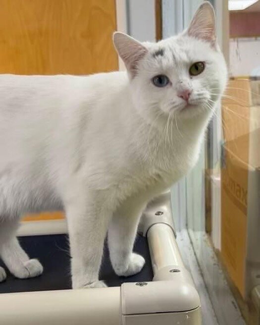 🧶🧶This young, enchanting white cat with mesmerizing bicolored eyes is looking for her forever home. Say hello to Trebuchet, a playful and affectionate feline. Trebuchet loves to explore and is always ready for a cuddle session. Her favorite pastime