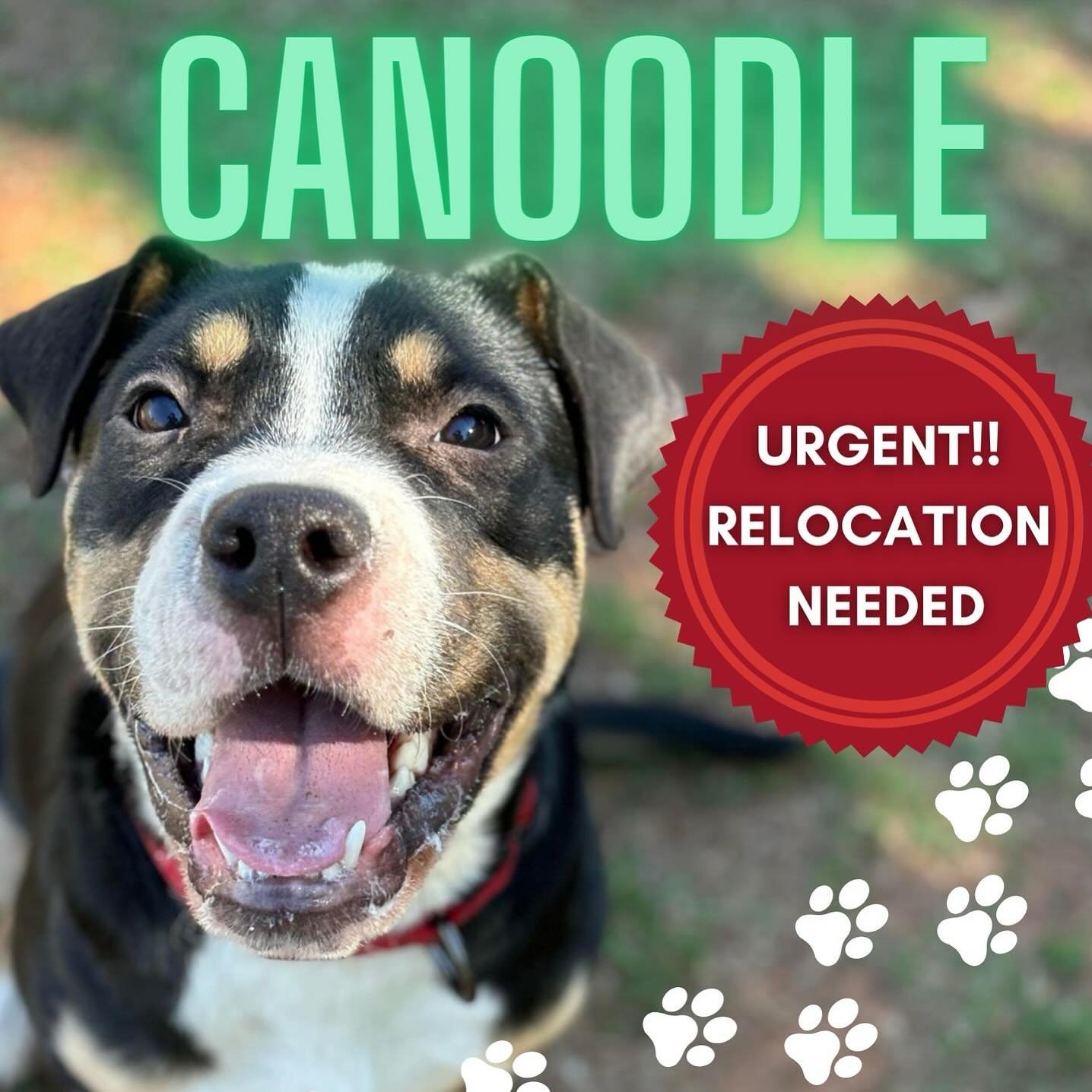 🛑URGENT: RELOCATION NEEDED🛑
1️⃣ More Animal In Need!!! 🌹

We&rsquo;re urgently seeking a forever home or rescue transfer for our last remaining animal, Canoodle. He&rsquo;s a nine-month-old, 38lbs sweetheart who gets along well with other dogs, ca