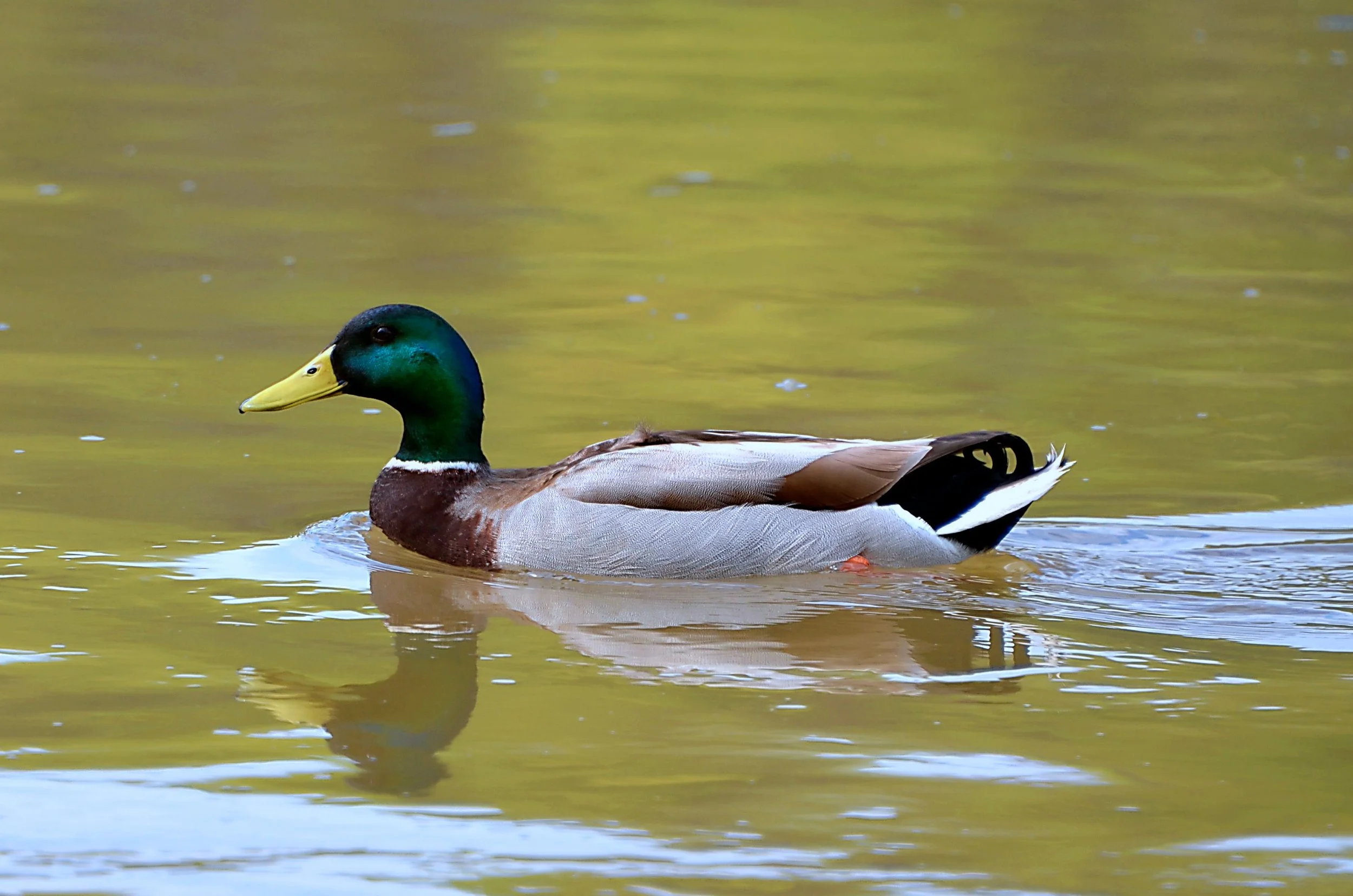 Duck on Water.JPG