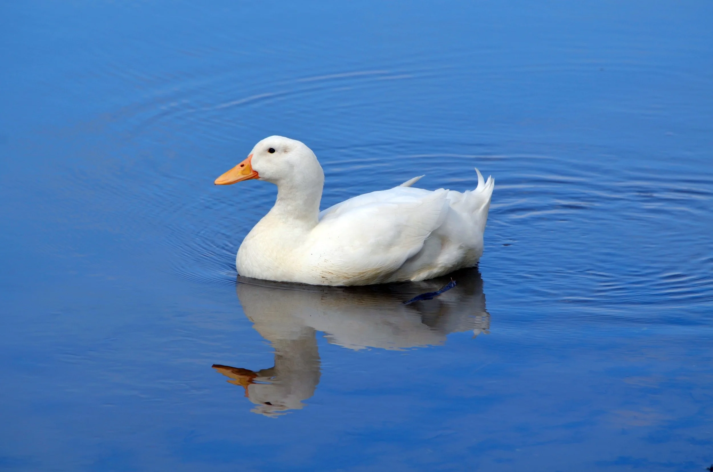 White Duck on Water.JPG