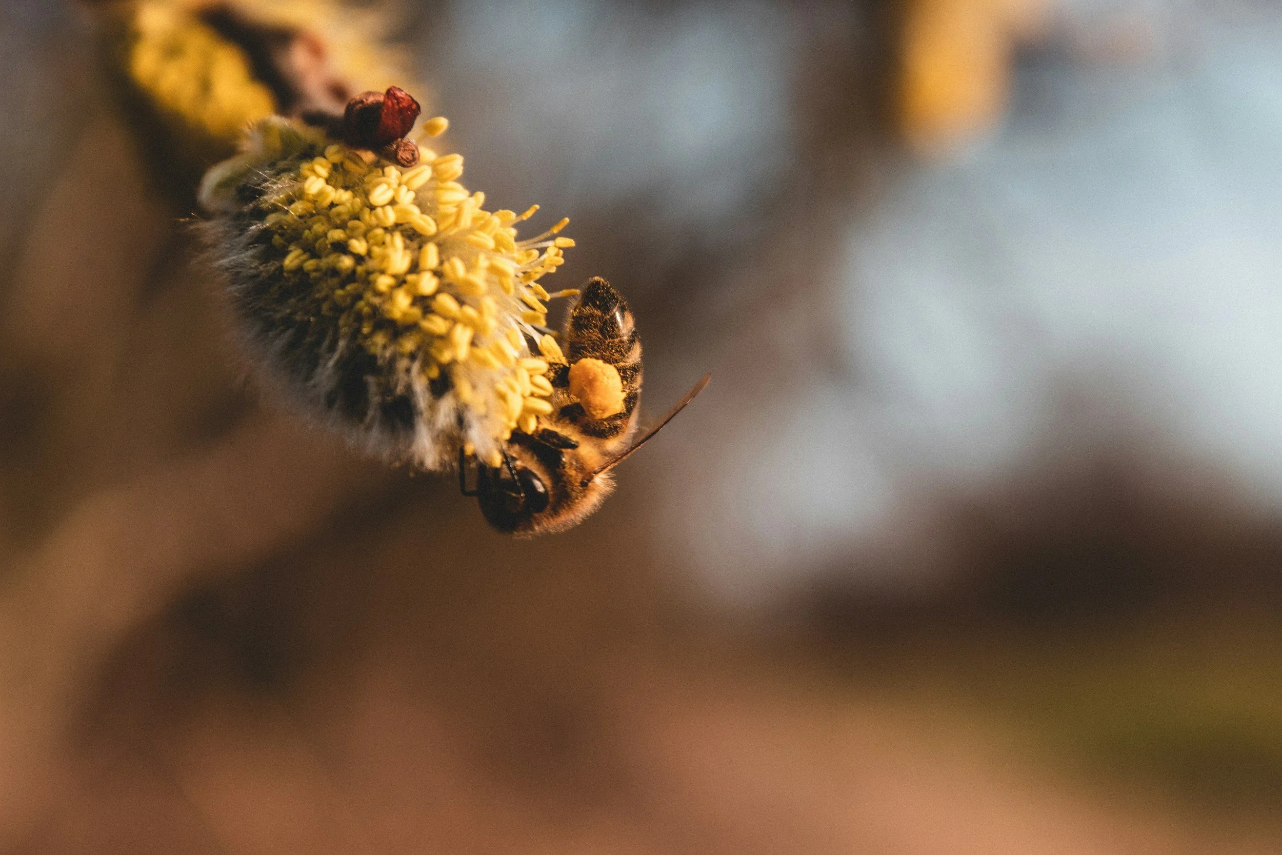 Allergy Season Is Starting Early This Year