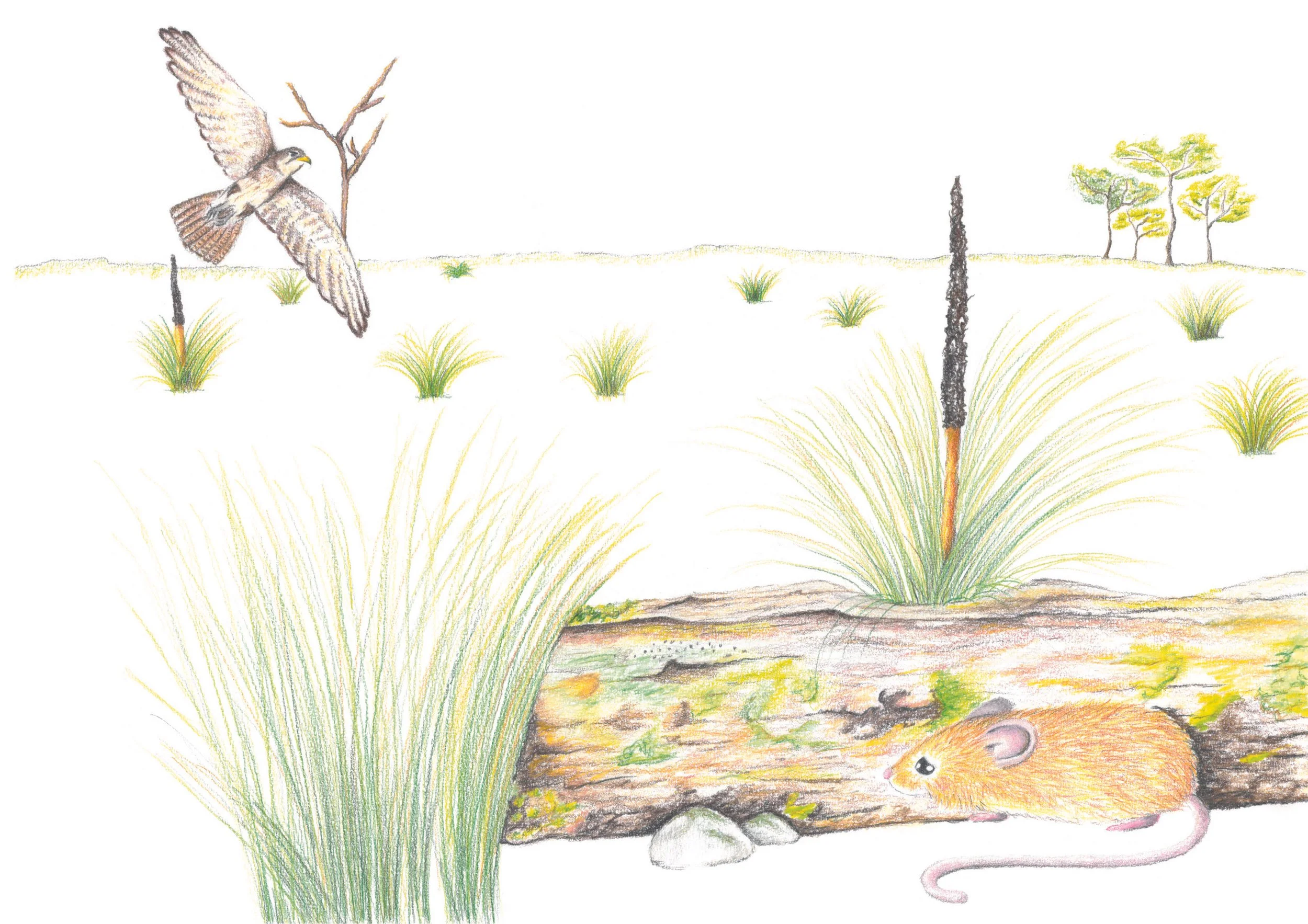 Searching for Pookila: Rediscovering the New Holland Mouse children't book project