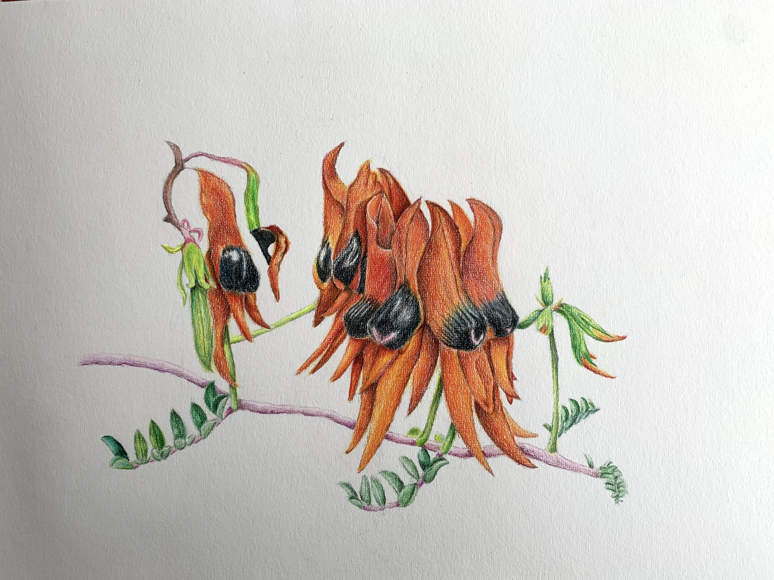 Australian desert pea