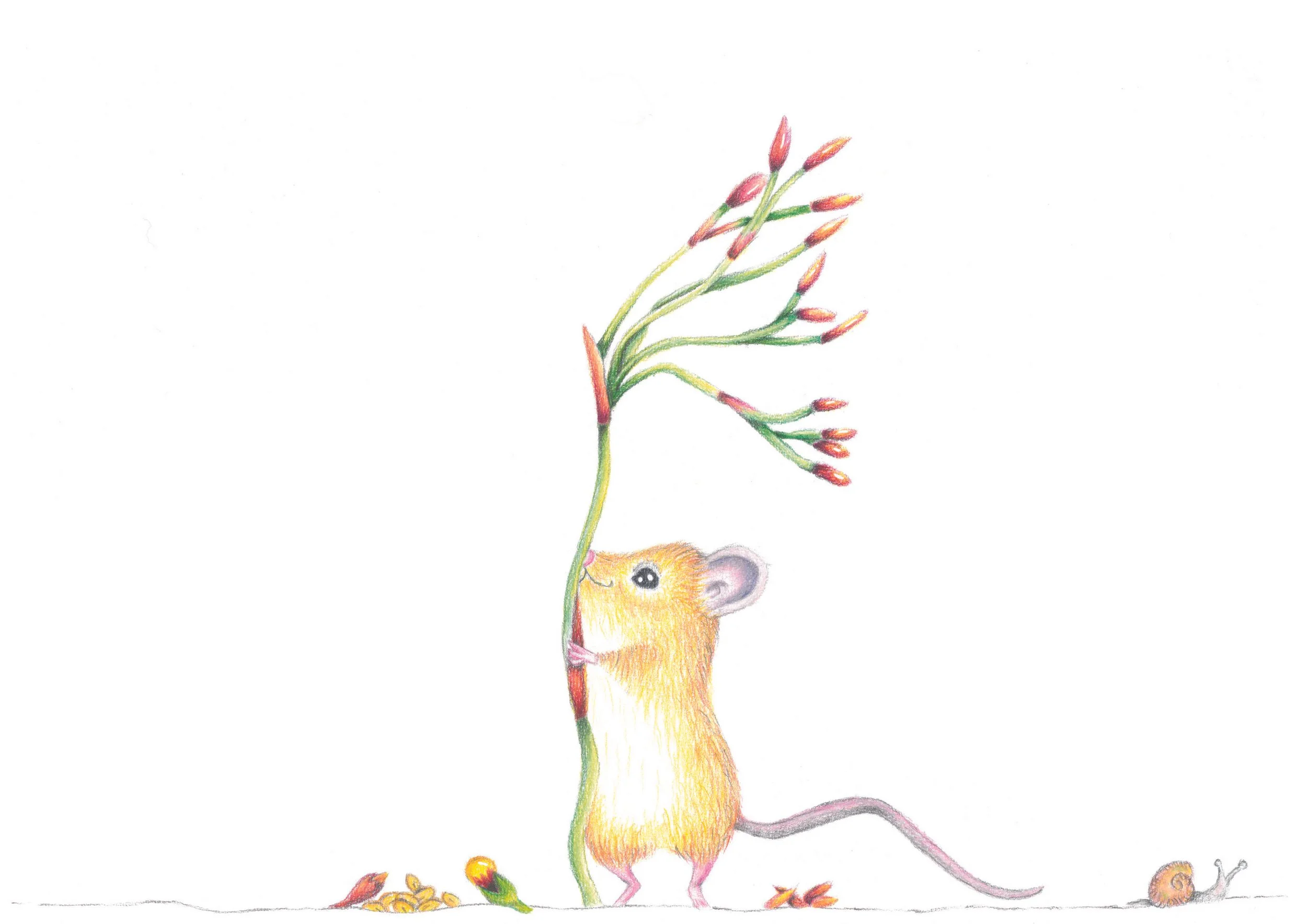 Searching for Pookila: Rediscovering the New Holland Mouse children't book project