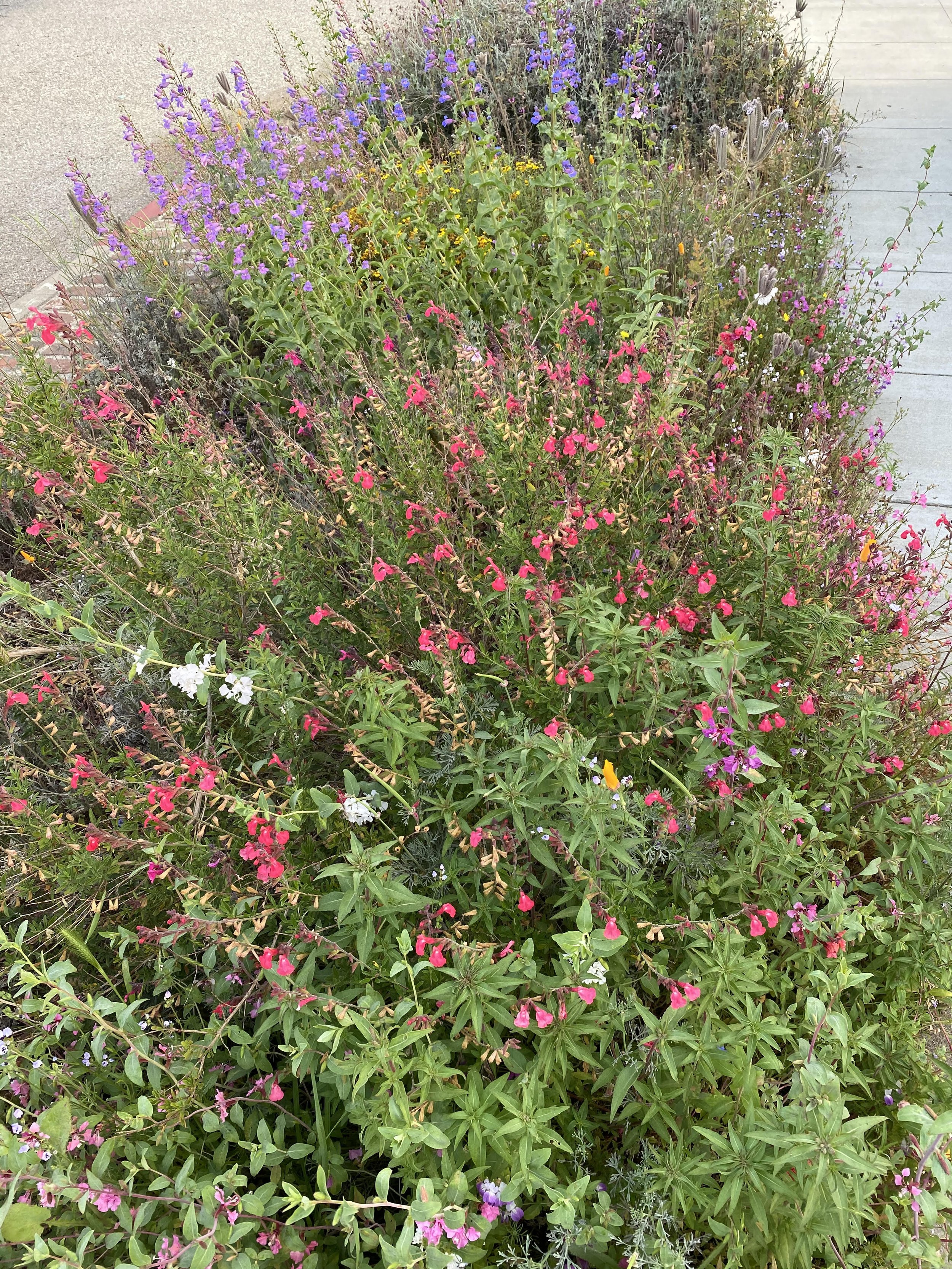 wild garden.jpeg