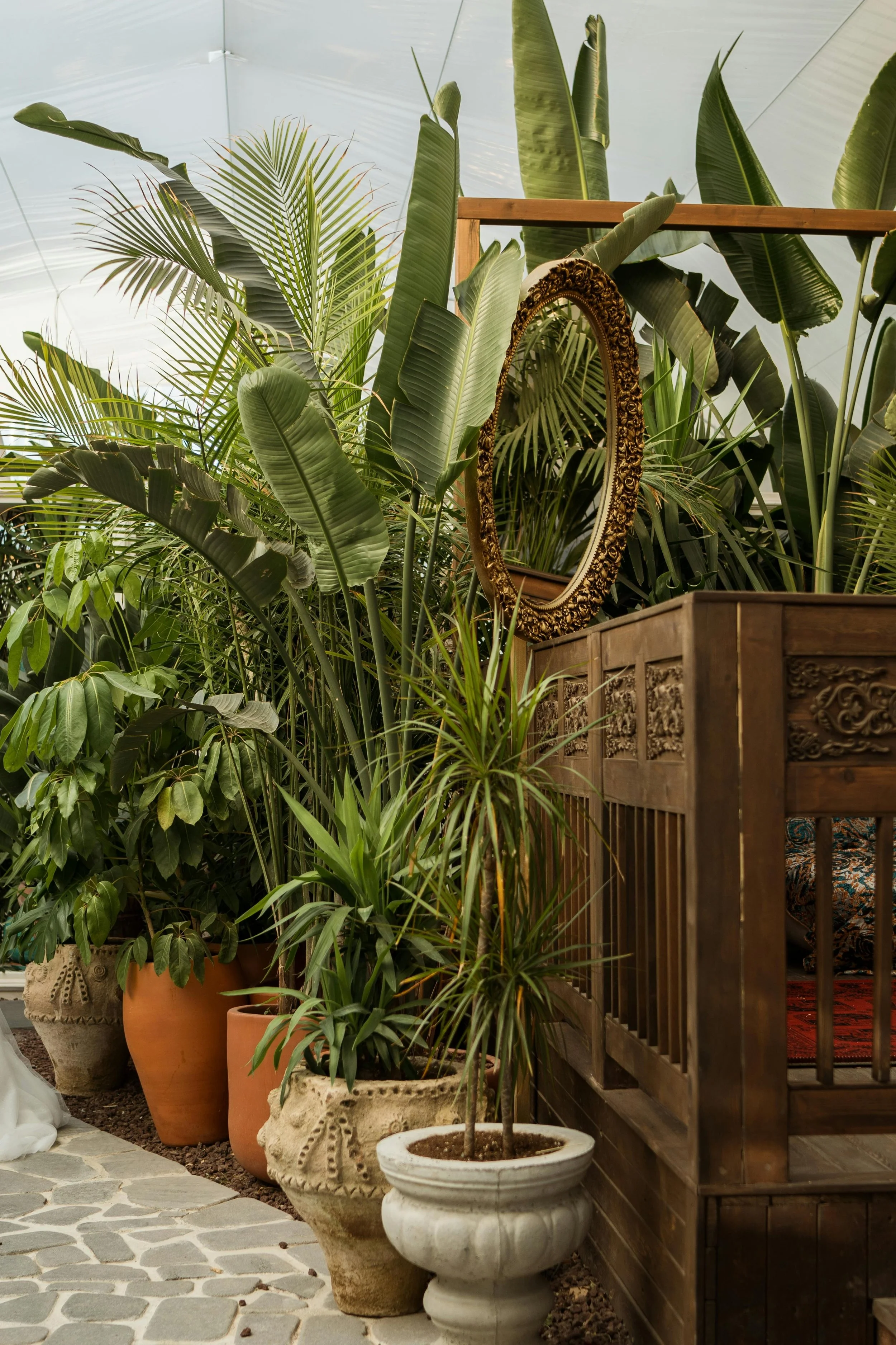 The Deep Connection Between Plants and Humans: Enhancing Longevity Through Nature