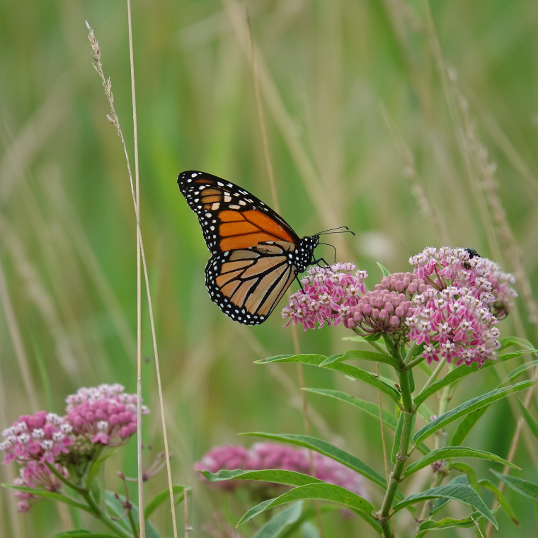 Monarch butterfly resting on a native pink flower, representing Wild & Tame’s pollinator-friendly landscapes and California ecology focus.