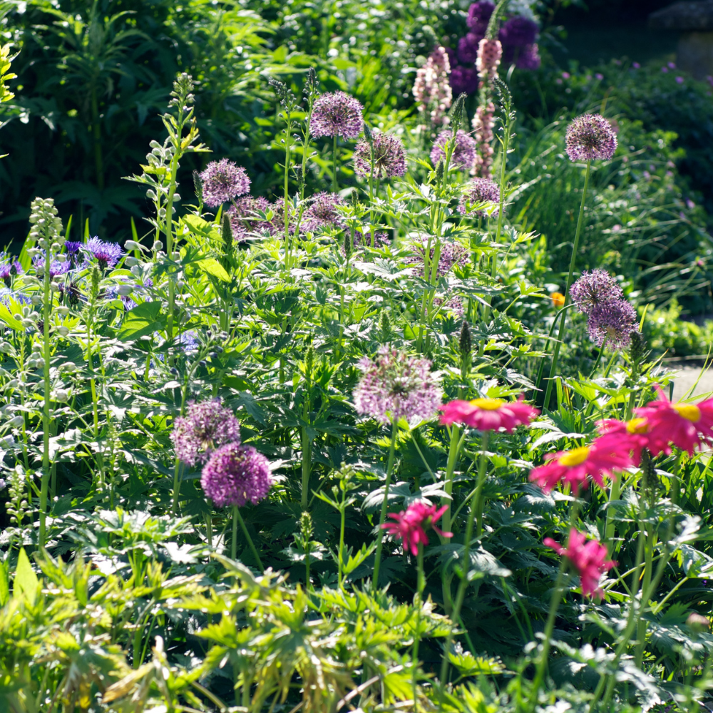 Design vs. Gardener: Why Your Pinterest Garden Isn't Growing 