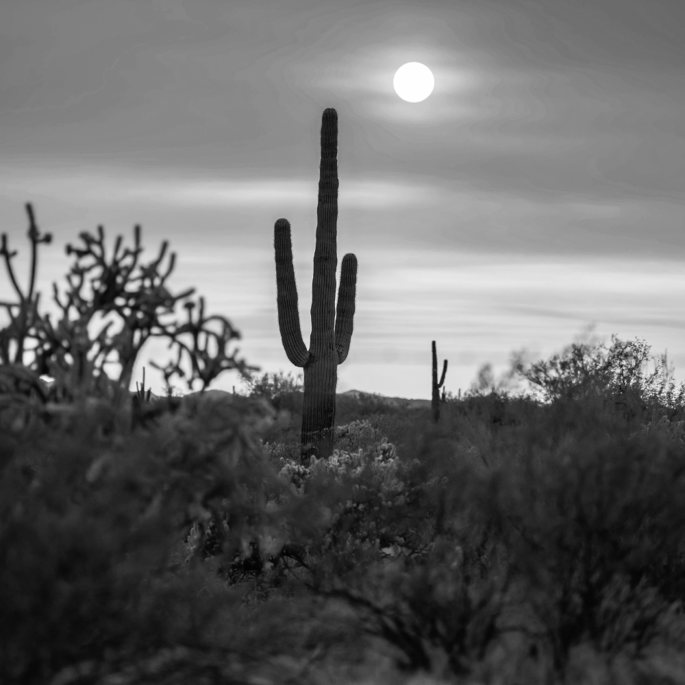 The Goth Cactus Garden: Prickly Beauty, Burgundy Drama, Desert Romance