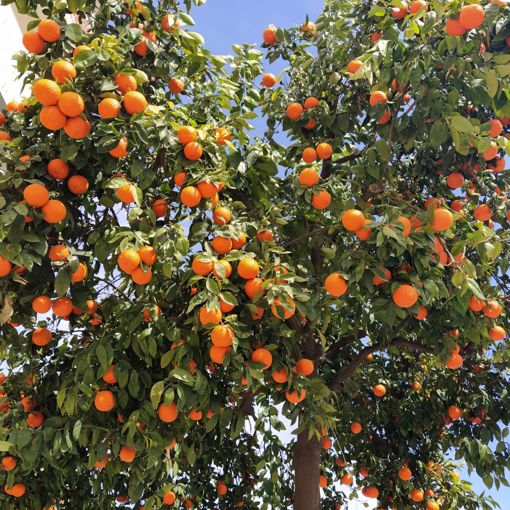 The Feral Garden: Where Chaos Grows Fruit and Memory Smells Like Mint