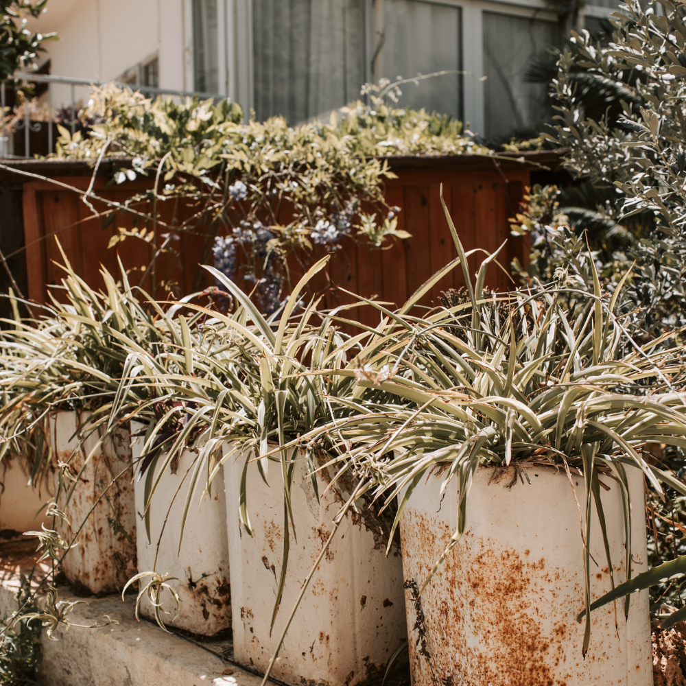 Your Plants Are Still Here: A Love Letter to the Forgotten Pandemic Jungle