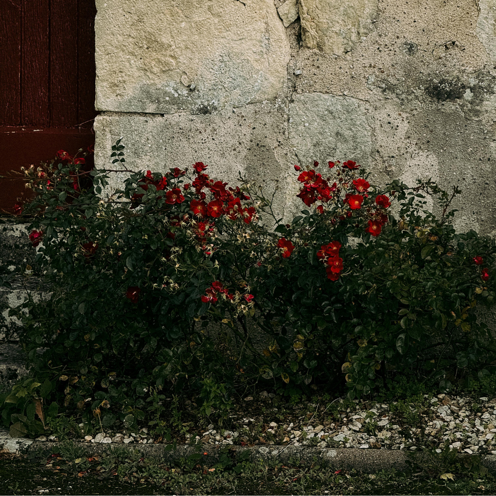 I Never Promised You a Rose Garden: Why I'm Not a Native Plant Purist