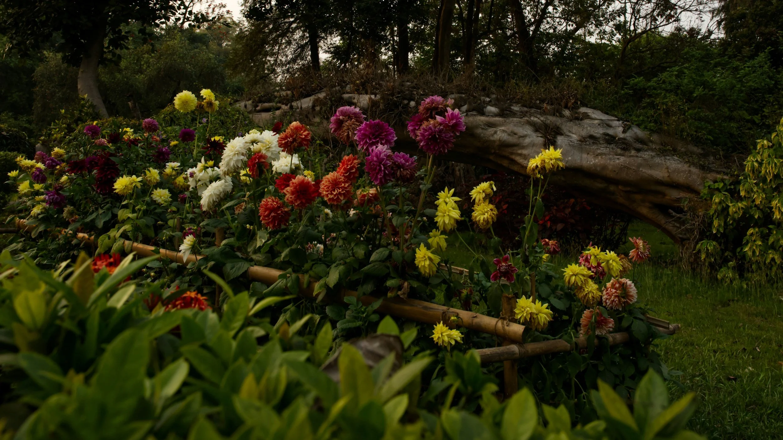 If This Were Ours: Garden Mood Boards as Prophecy