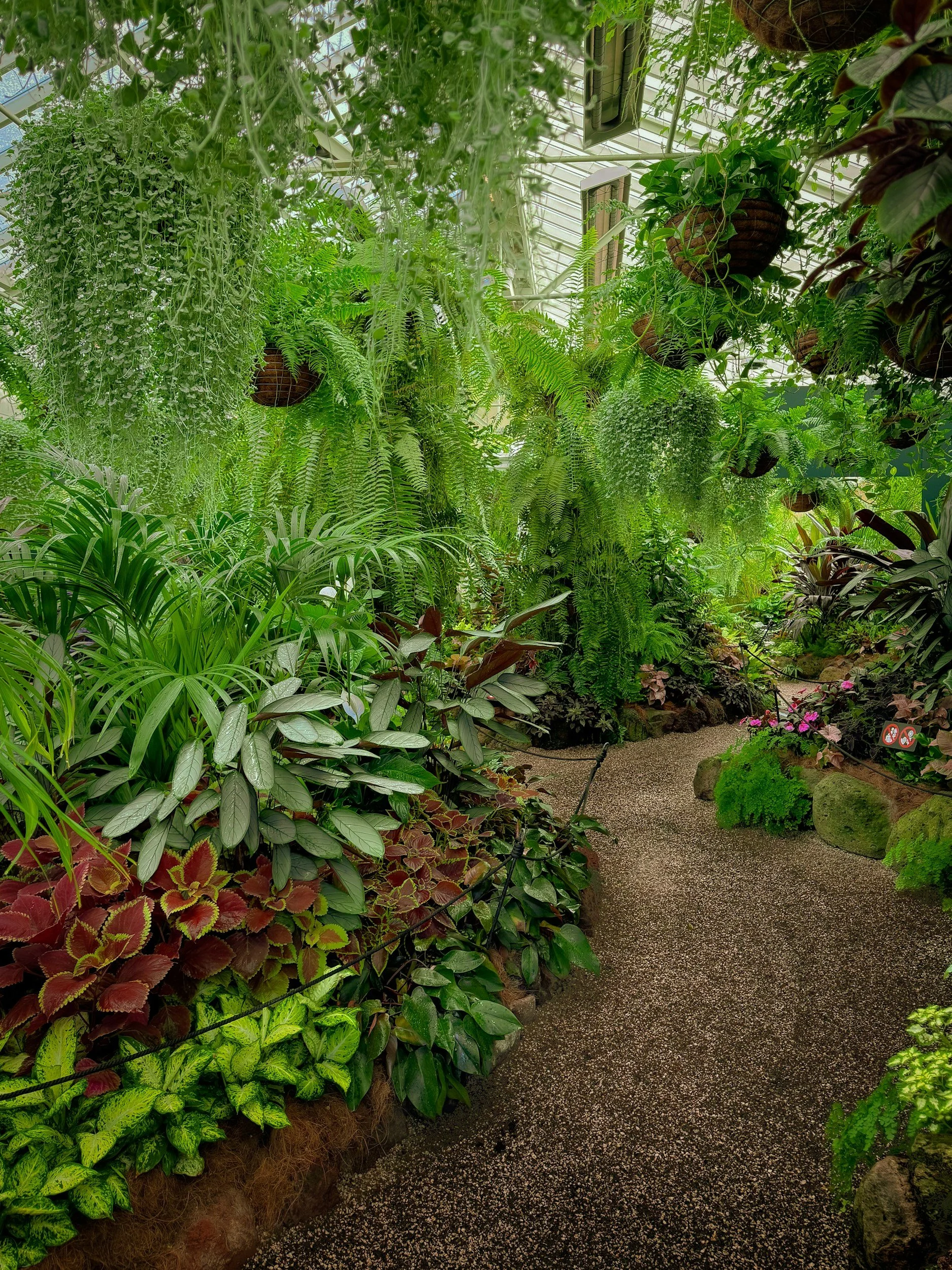 Determinate vs. Indeterminate Tomatoes: Which Is Best for Your Southern California Garden?