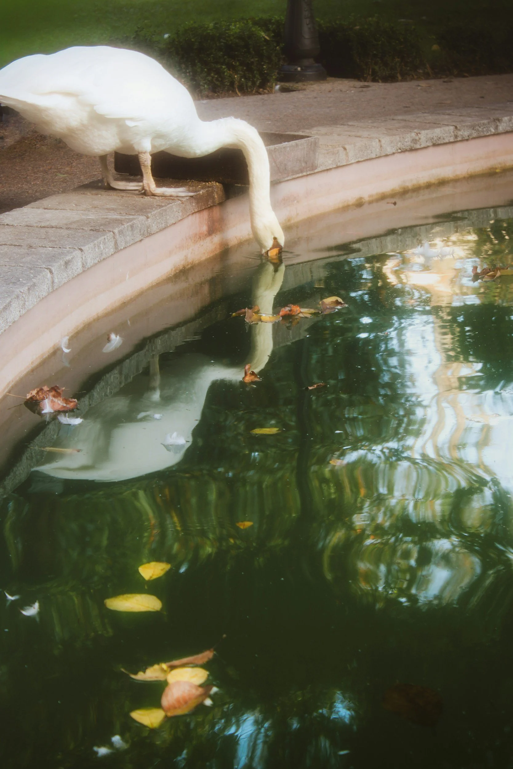 How We Built a Backyard Urban Farm with Fruit Trees, Goldfish River &amp; Tank Pool in Los Angeles