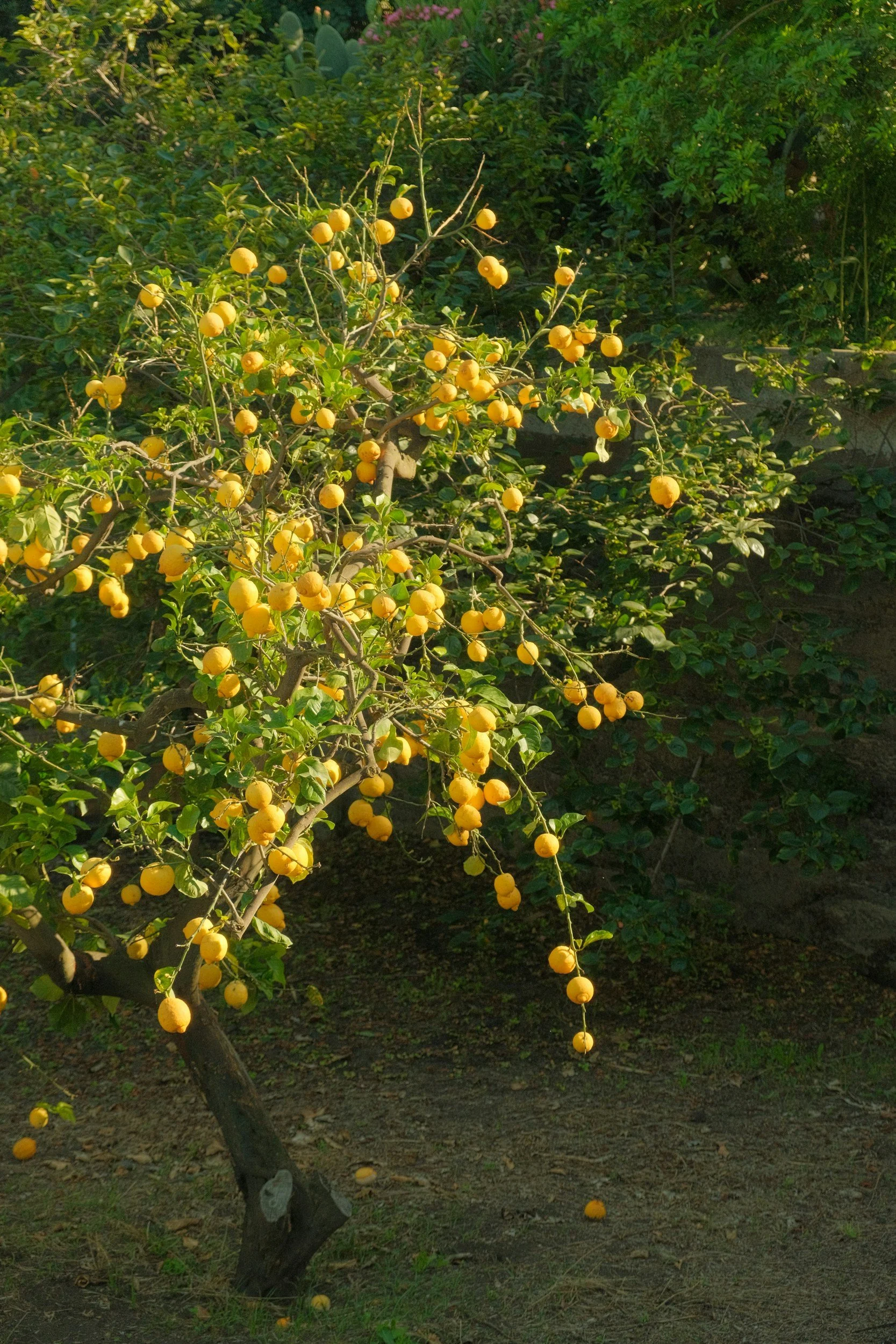 A small tree with yellow fruits, possibly lemons, growing on its branches in a garden. Some fruits are fallen on the ground beneath the tree.