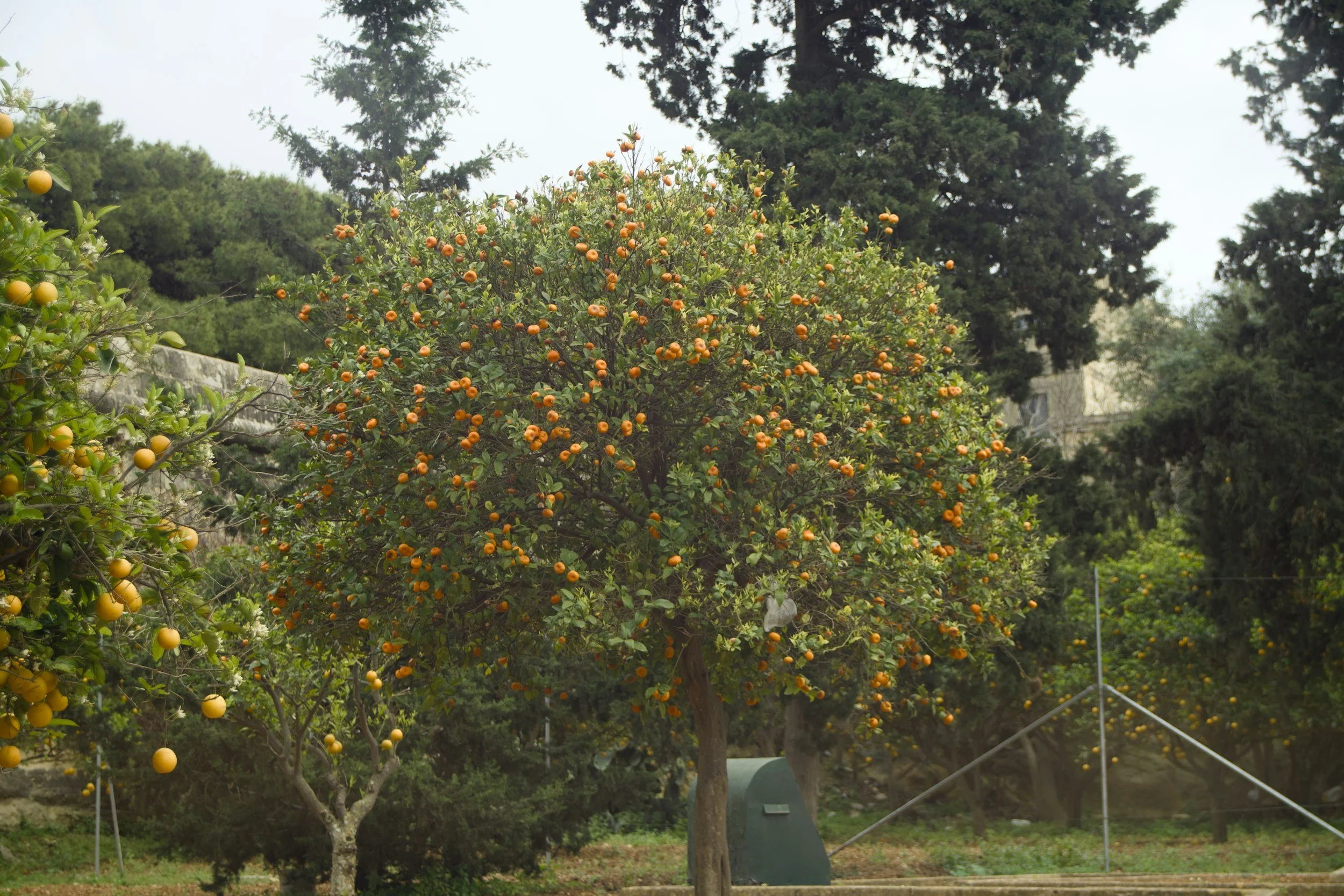 An orange tree with ripe oranges surrounded by green foliage, with other trees and greenery in the background.