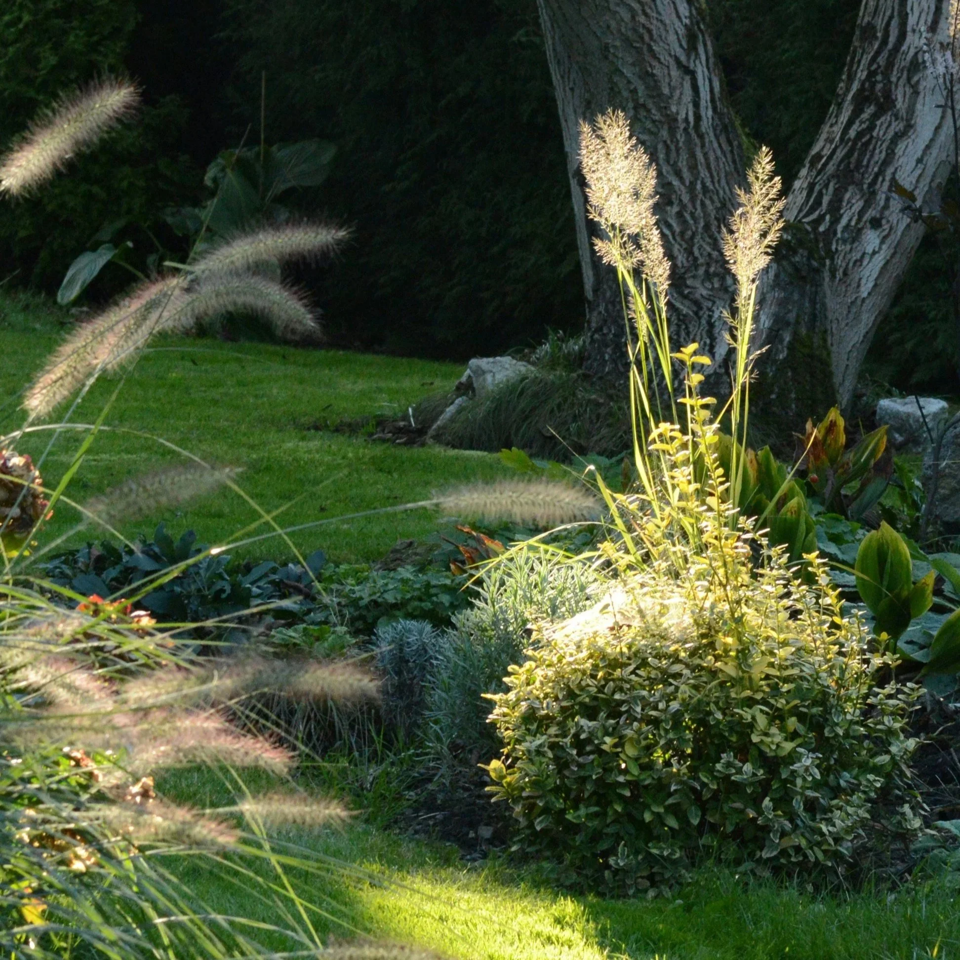A welcoming garden path lit be dusk light and bordered by native grasses, example of outdoor event design in Los Angele.