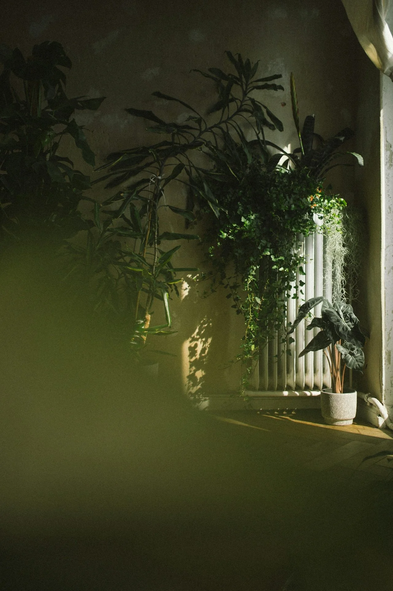 Thoughtful interior plant styling with large plants in a bright living space, example of Wild & Tame’s interior plant stylist services in Los Angeles.