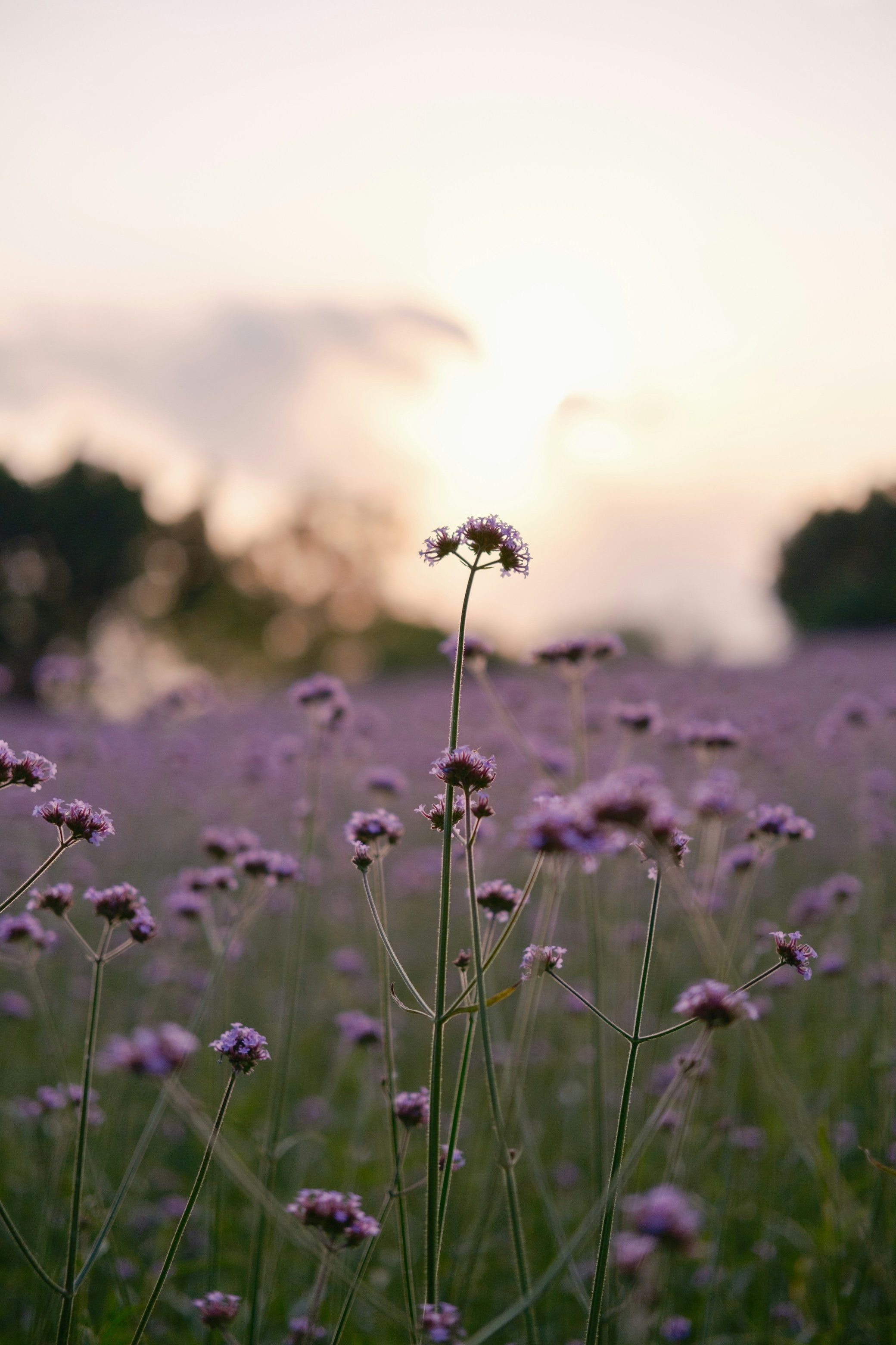 A meadow of native purple flower plants for an outdoor event design in Los Angeles.