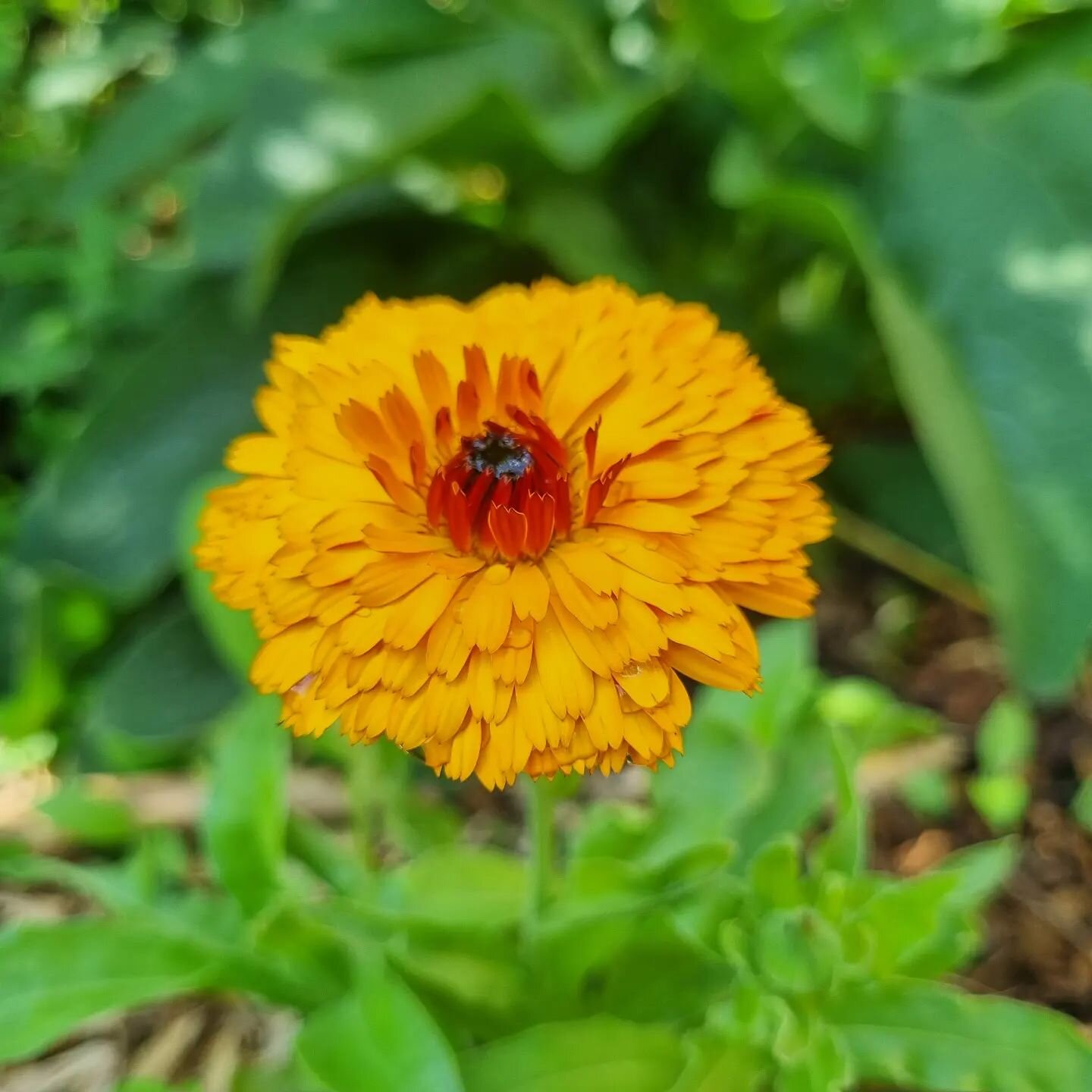 HERBAL FARMACY: 🌼
This morning a local lady came around to buy some Calendula tincture that I made from Calendula in my garden.  She was buying it for an infection on her son's foot.  As she received the Calendula tincture, she smiled and said &quot