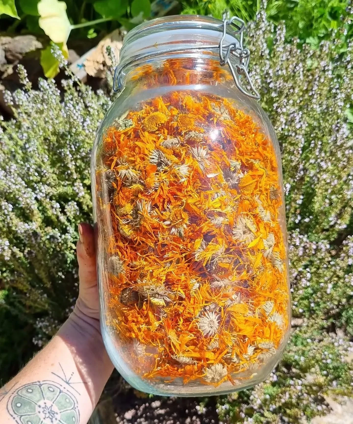 🌼 Calendula Moon🌼  Enrolments close in 4 days! (On Monday 15th). 
Come and learn deeply about one herb at a time in this blended face-to-face/ online course.
🌼
This course goes for one whole moon cycle beginning on the new moon 22nd Sept, and can 