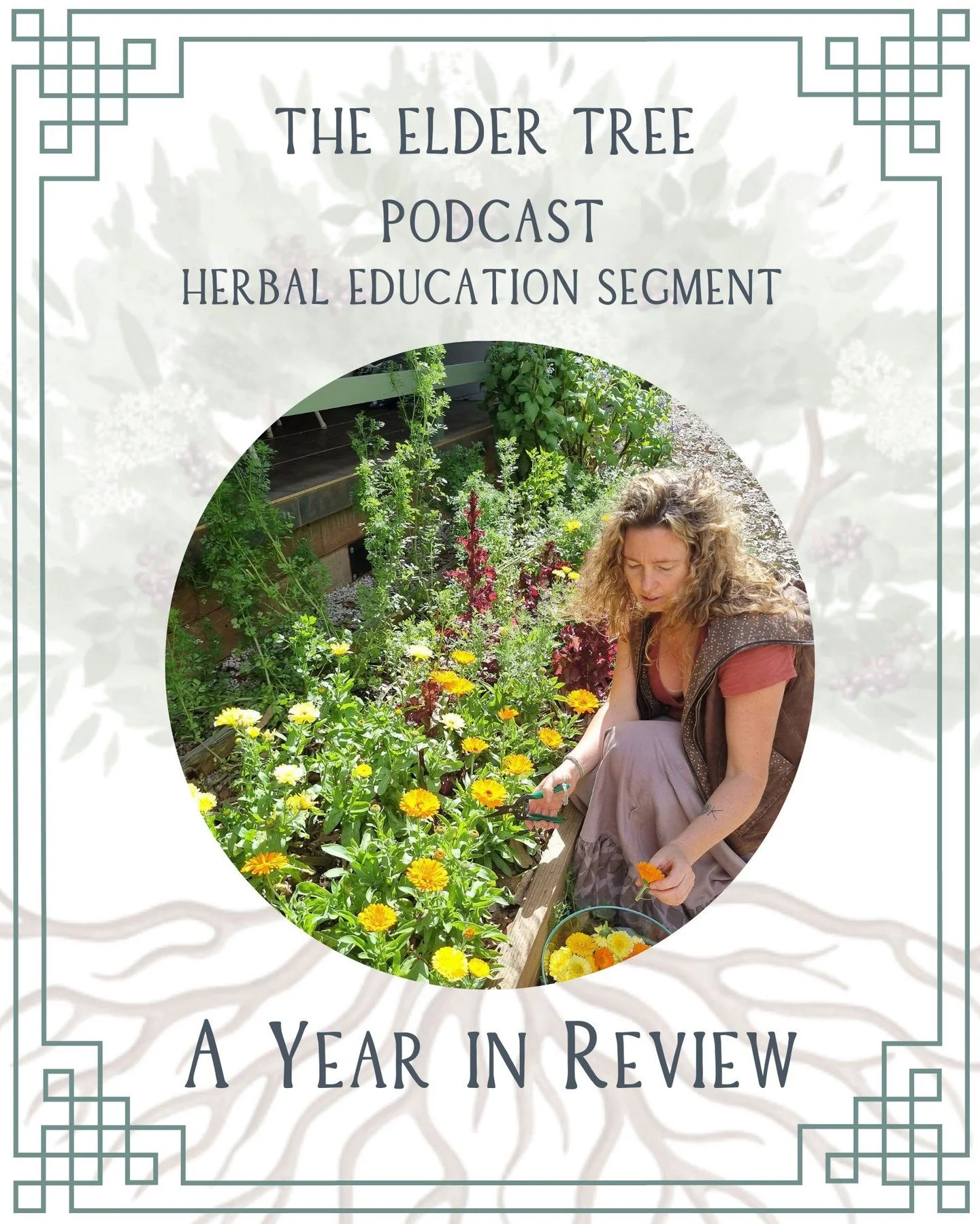 Join me, Tatiana Dawn, as I share about my journey on the herbal education segment over the last solar cycle. It is The Elder Tree podcasts third birthday tomorrow!!! So proud of our team and I love my herbal education segment and the wonderful wisdo