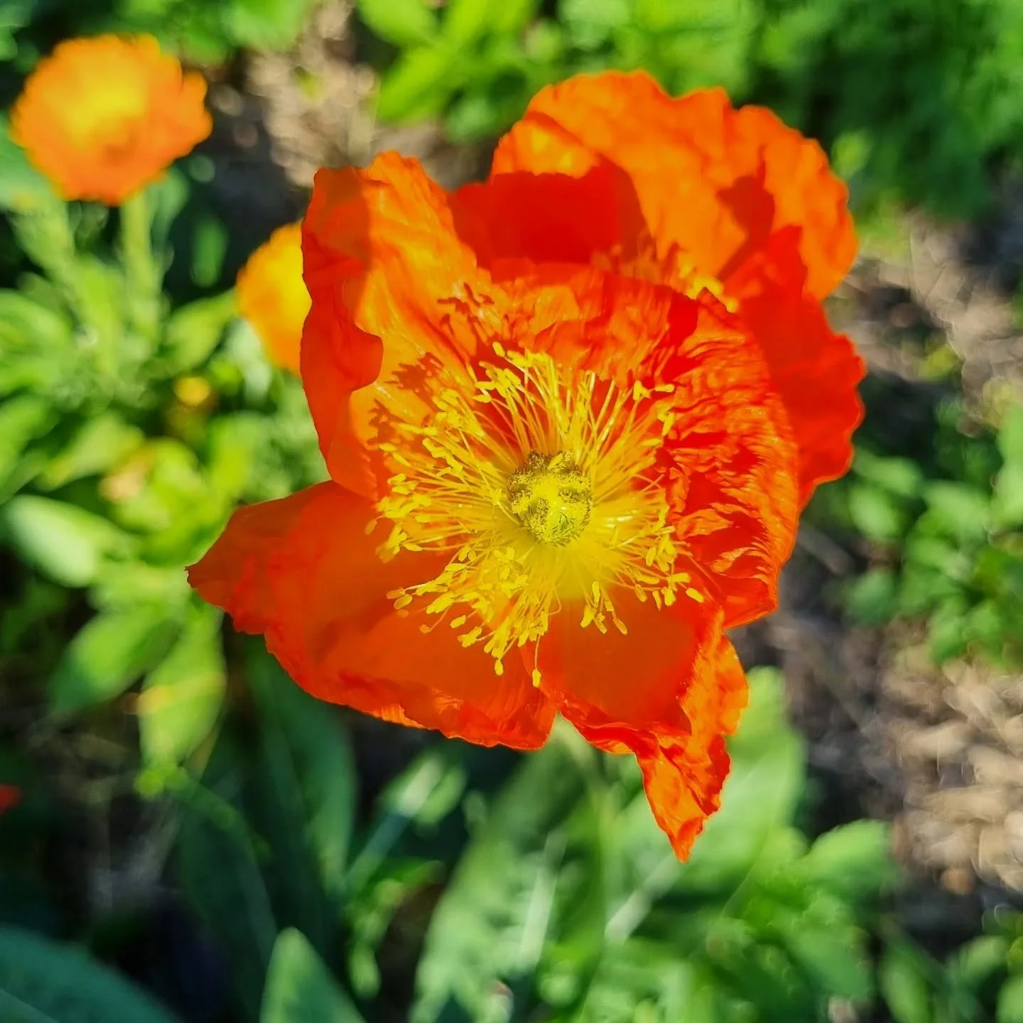 Spring Equinox blessings from my sweet little garden that is full of life and medicine 🌼🌿☀️⚘️