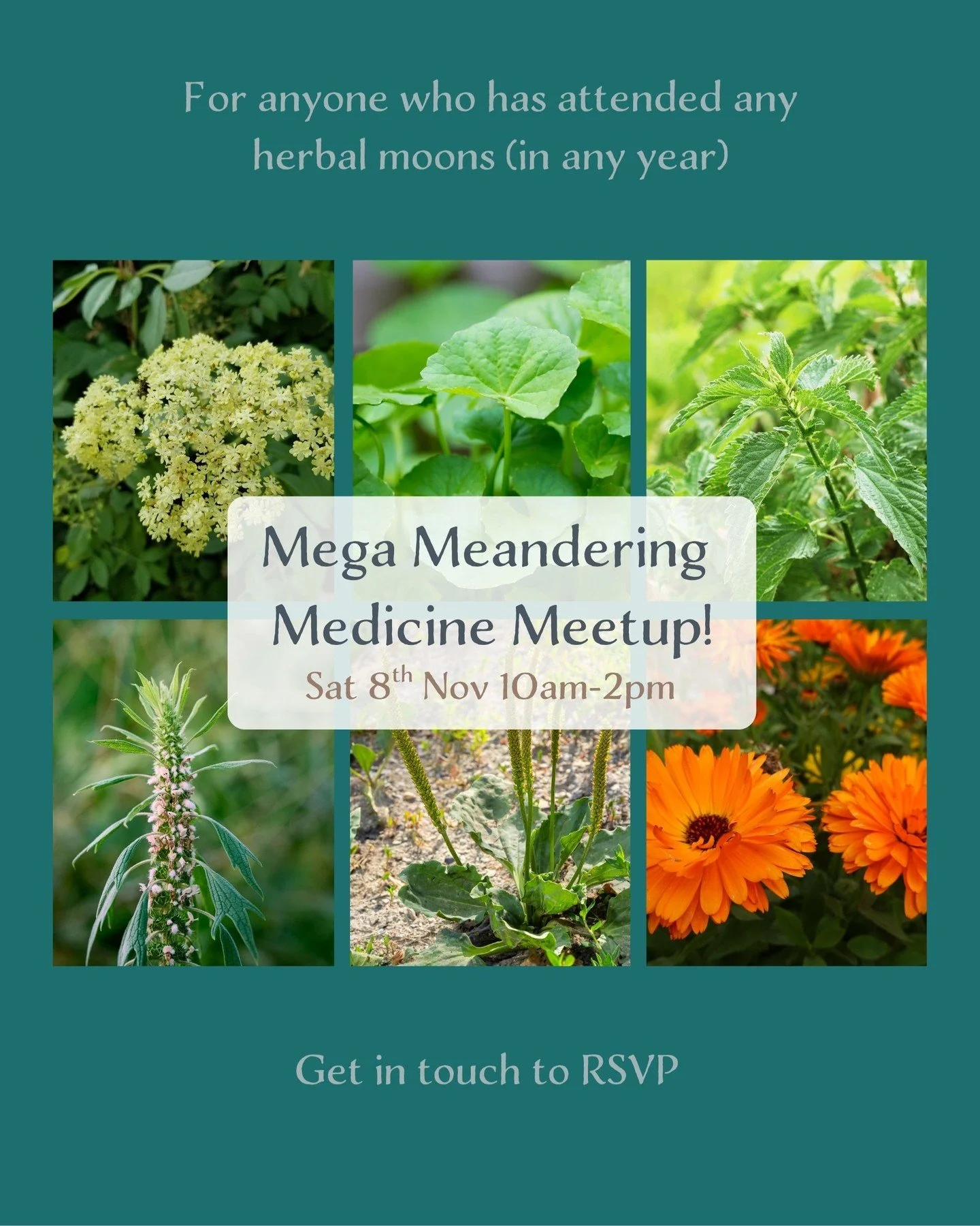 That time of year is fast approaching.... the grand finale of the 2025 Meandering Medicine Course!

For students who have completed ANY of the herbal moons (in any year), you are welcome to join us at my place in The Pocket.

Sat 8th Nov
10am-2pm

Th