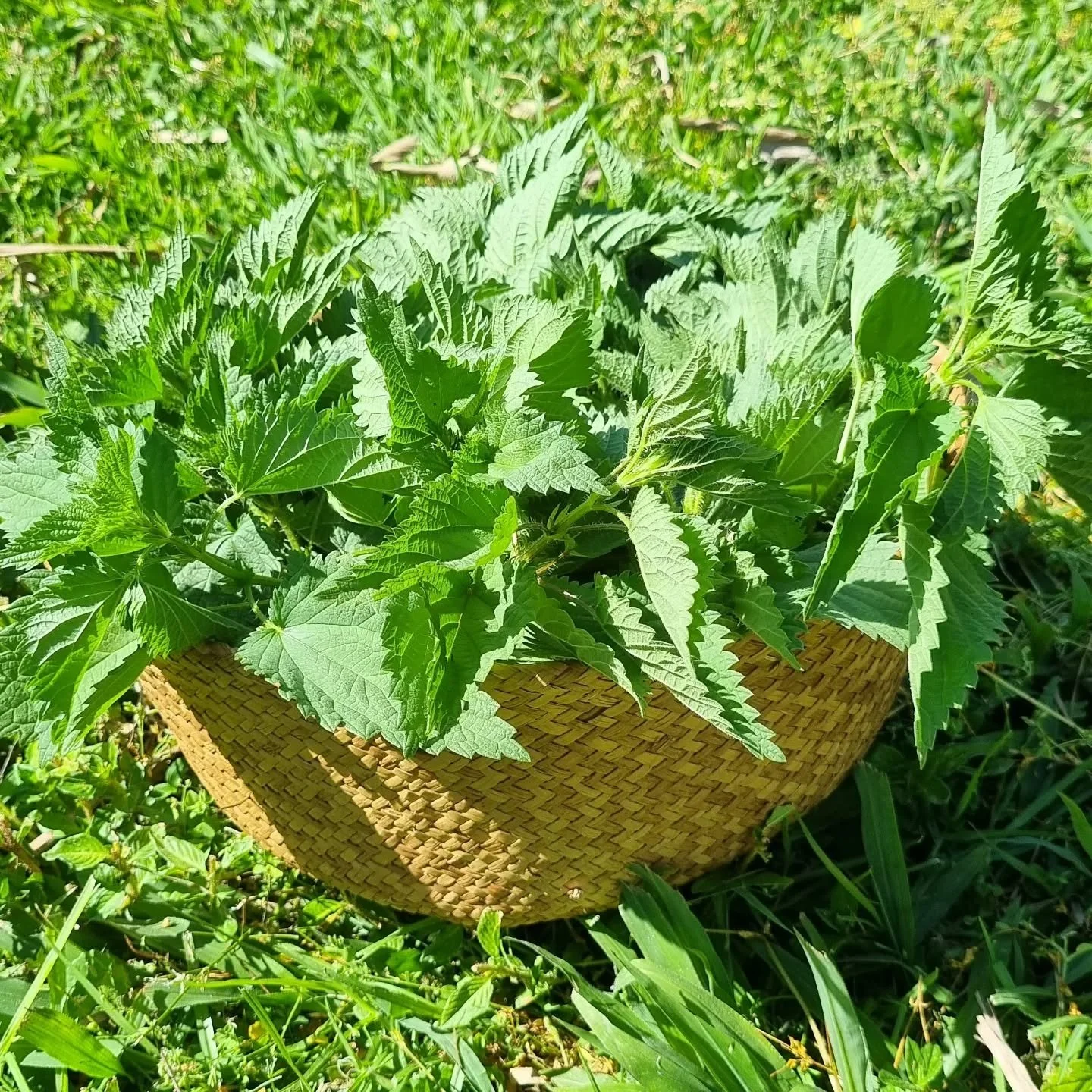 🌿Stinging Nettle Foraging 🌿
I had a lot of fun the other day with my friends Elke, wildharvesting some lush green Stinging Nettle (Urtica dioica). This batch I have dried for Infusions (look at the colour of the tea I made with freshly dried leaf, 