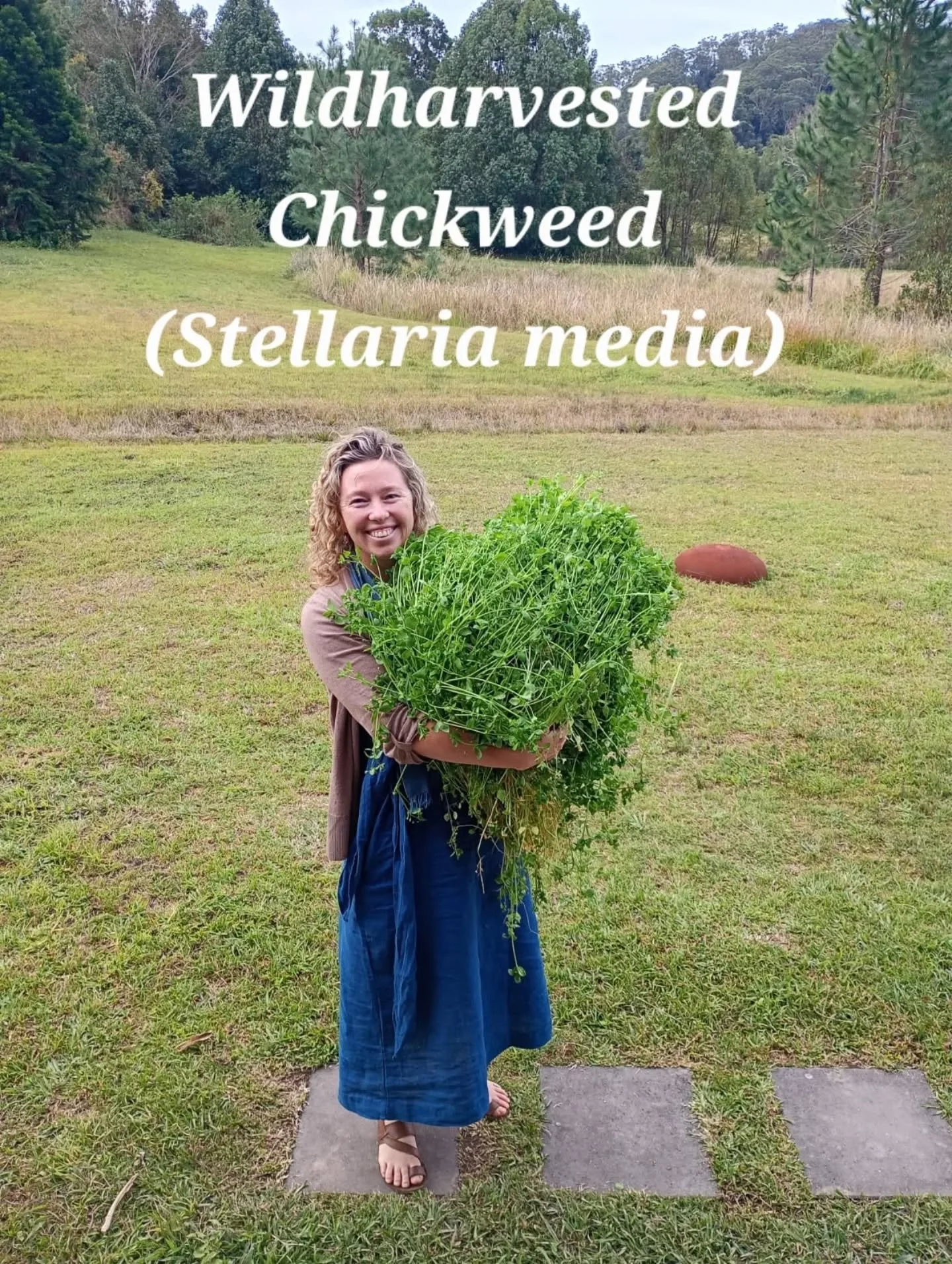 🌿 FLASH FUNDRAISING SALE 🌿
I am having a fundraising sale, check out my medicines below. Each is lovingly organically grown and handharvested/wild harvested by me (except for the Chamomile hydrosol). 

I use only high quality organic Australian ing