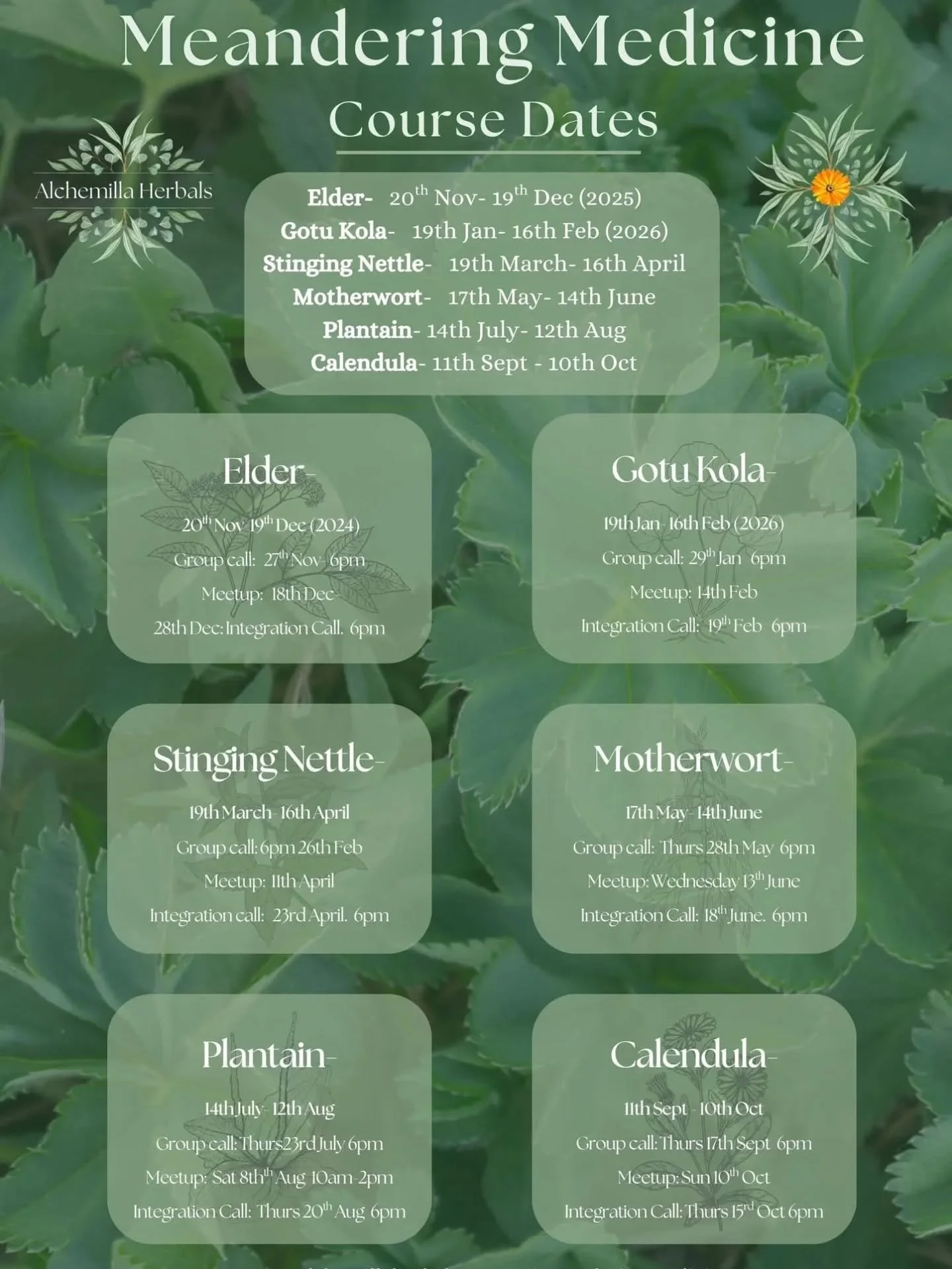 🌼 Meandering Medicine enrolments are now open!!! 🌼
Join us for a year-long herbal medicine course, learning one plant at a time in a deep and embodied way.  This course facilitates deep connection with 6 powerful herbs, while teaching practical han