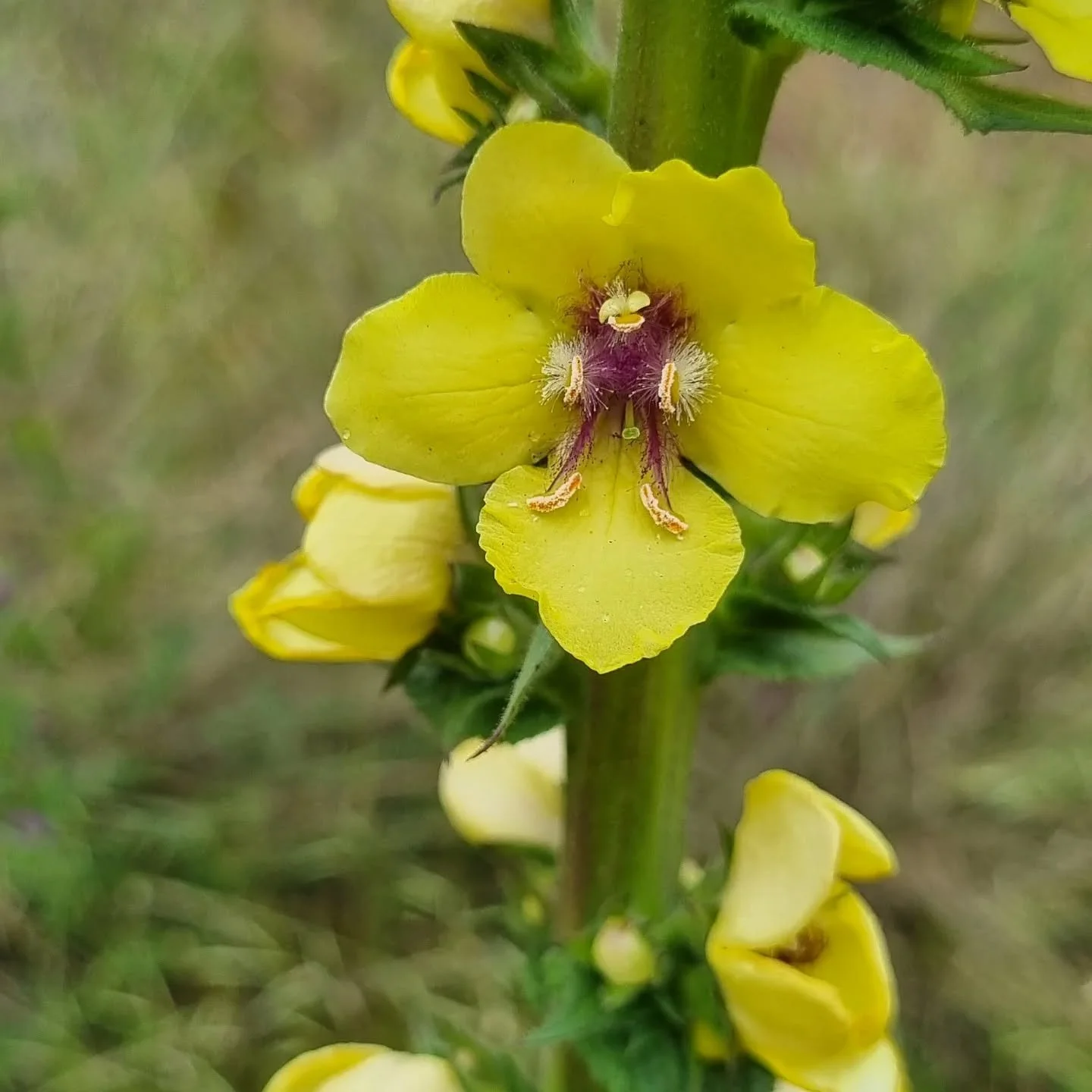 Twiggy Mullein (Verbascum virgatum) growing wild on the side of the road on Wardandi land in South West Australia. 
I was so excited to see this friend growing here! Normally I see the common Mullein Verbascum thapsis on the roadside around Australia