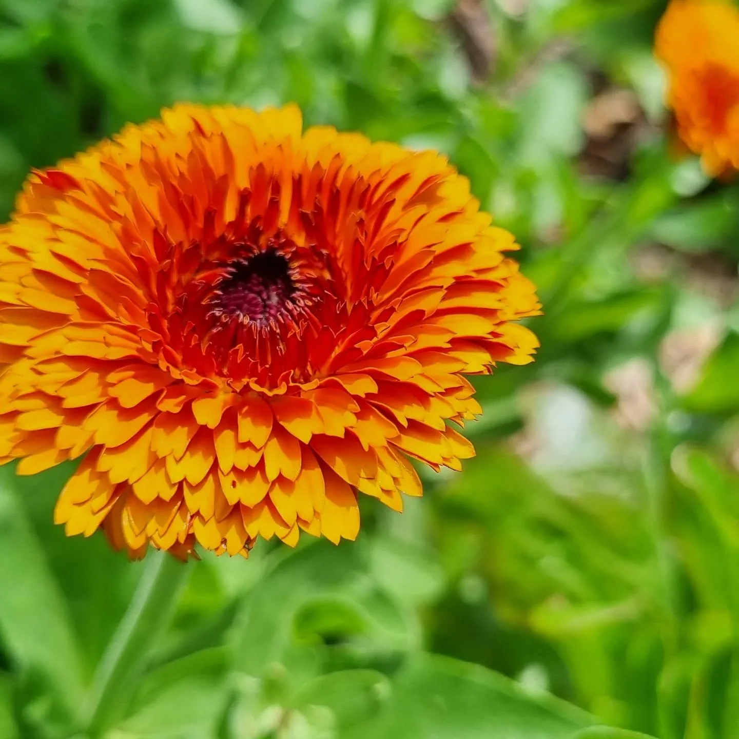 ๐ป Herbs for Healing ๐ป  One week to go until this jam packed Workshop on Gold Coast Hinterland/Mount Tamborine.  All experience levels welcome.  Learn accessible and practical ways to work with herbs for your health and the health of those around yo