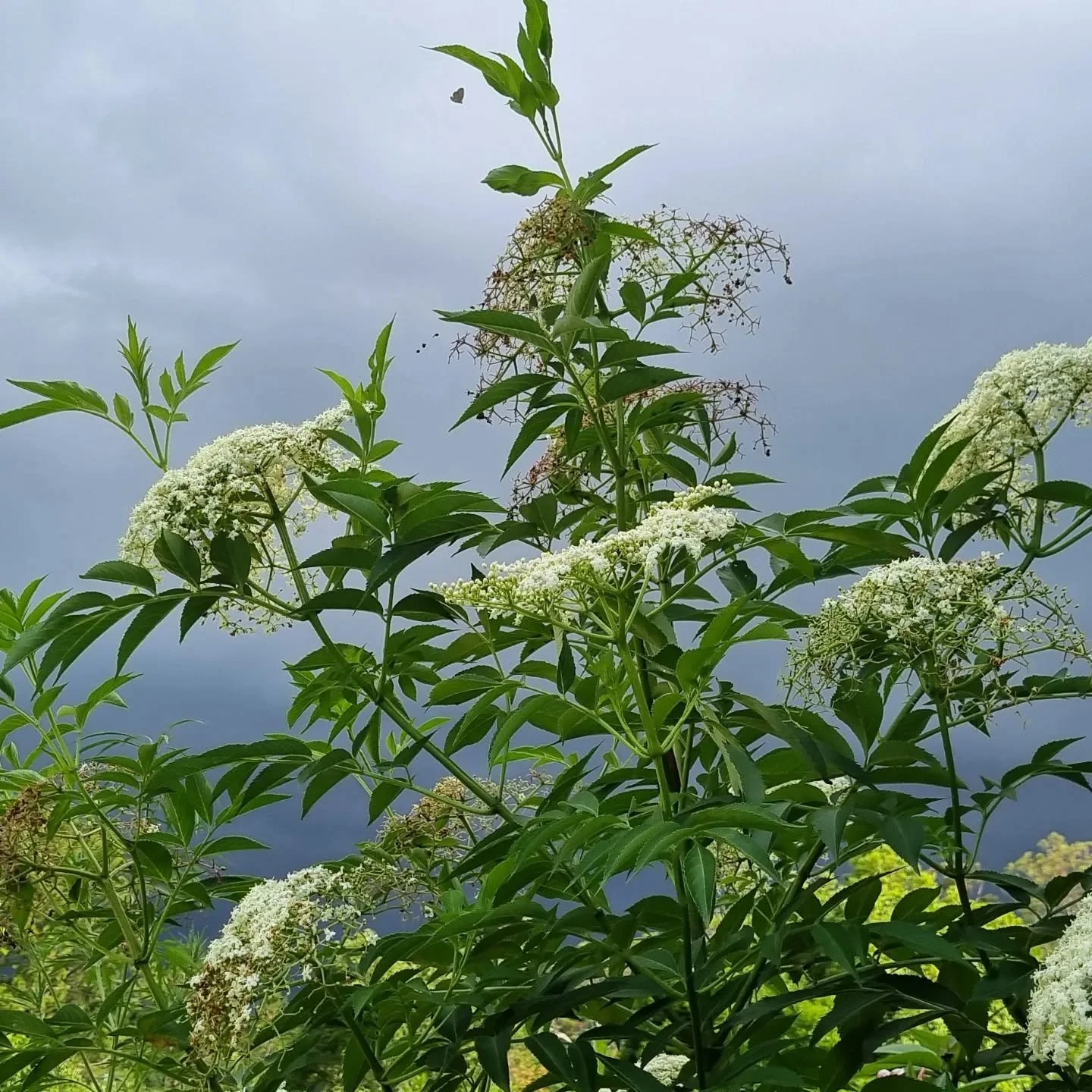 I'm releasing my summer herbie calendar this week and would love your input. What do you want to learn about?  Also where are you located and what days of the week work for you?  Just getting a sense of what people want. 

 🌿 Some suggestions:

- ho