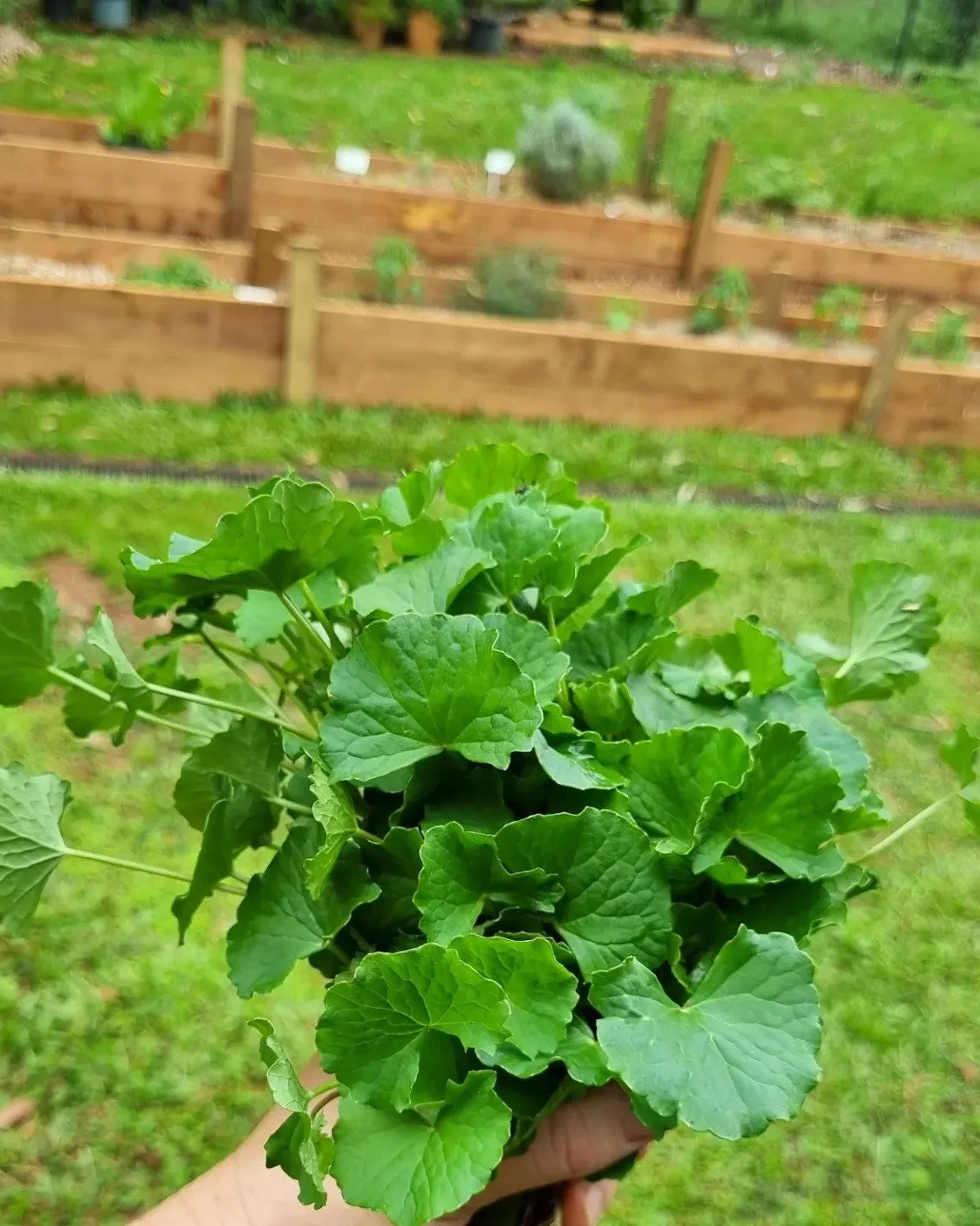 🌿 GOTU KOLA MOON 🌿
This is a moonth long herbal medicine course beginning on the new moon 19th Jan and goes for one whole lunar cycle, ending 16th Feb. This is an online/face-to-face blended course. You can complete the course remotely, but if you 