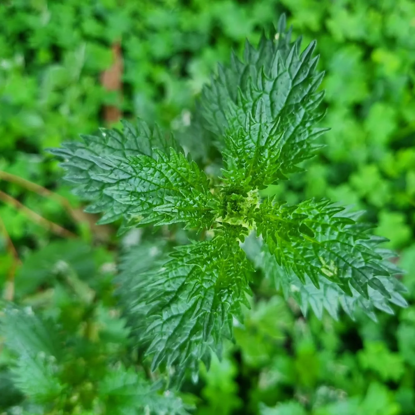 What herb are you really loving right now? Maybe it's a herb that has really helped you or a loved one recently?  Or a herb that you are feeling really connected to?  Share what you love about it in the comments below. 

A herb that I'm in love with 