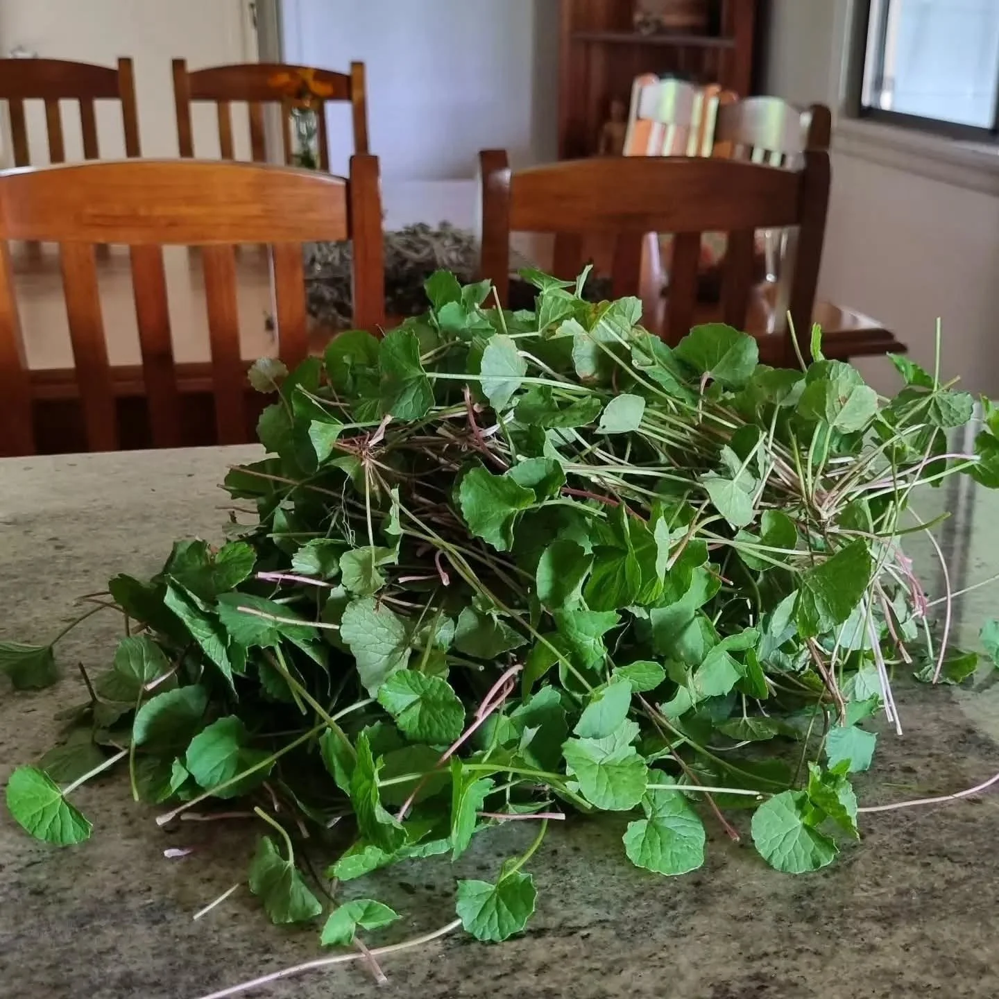 🌿 GOTU KOLA MOON- enrolments close tomorrow (Tuesday) 🌿

This is a moonth long herbal medicine course beginning on the new moon 19th Jan and goes for one whole lunar cycle, ending 16th Feb.  This is an online/face-to-face blended course.  You can c