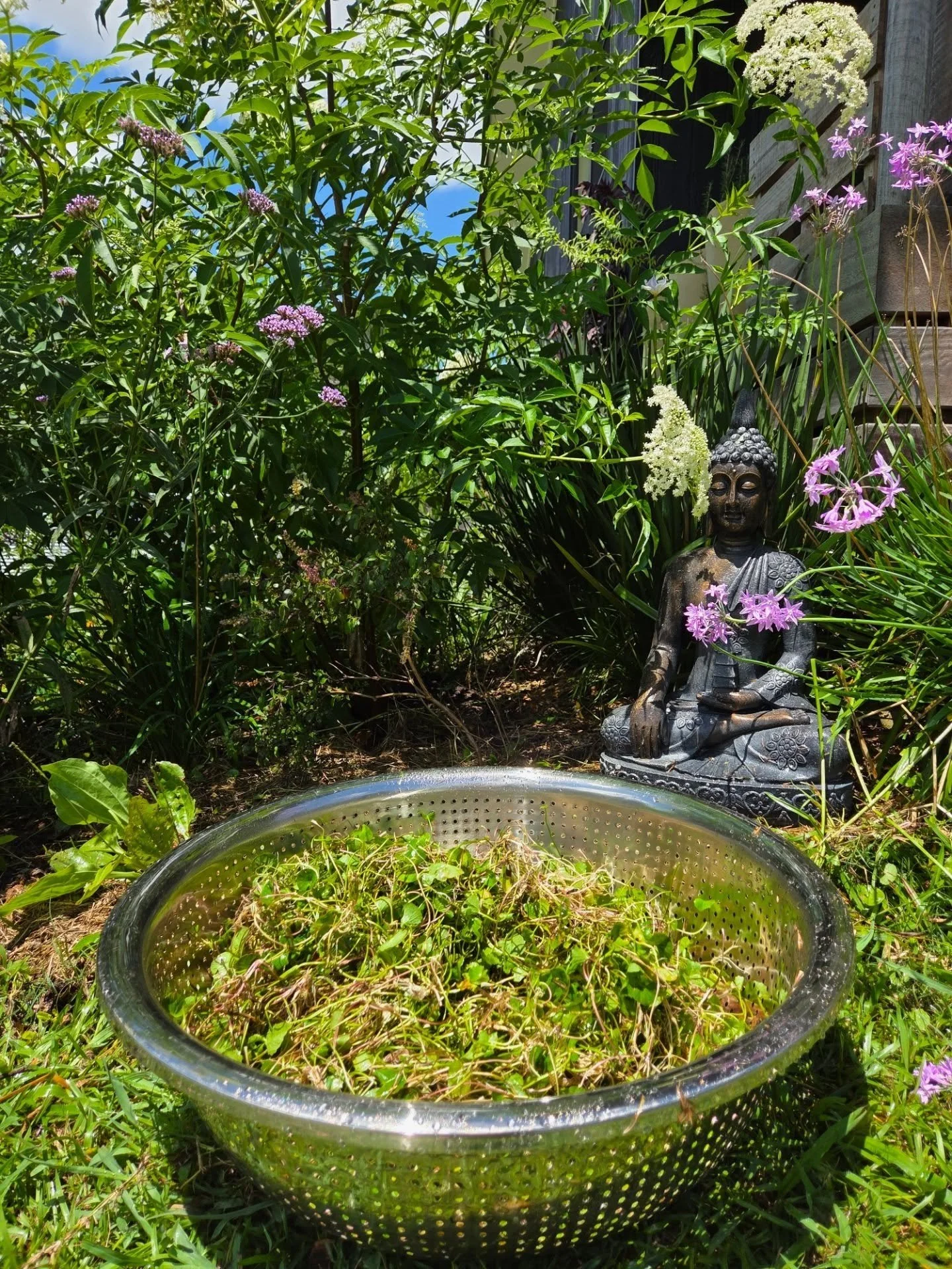 I just harvested a massive bowl of an Ayurvedic herb Gotu Kola (Centella asiatica- whole plant including roots).
I'm making medicine today to give my students.  We start a moonth long course all about Gotu Kola which begins Monday on the new moon. 
T
