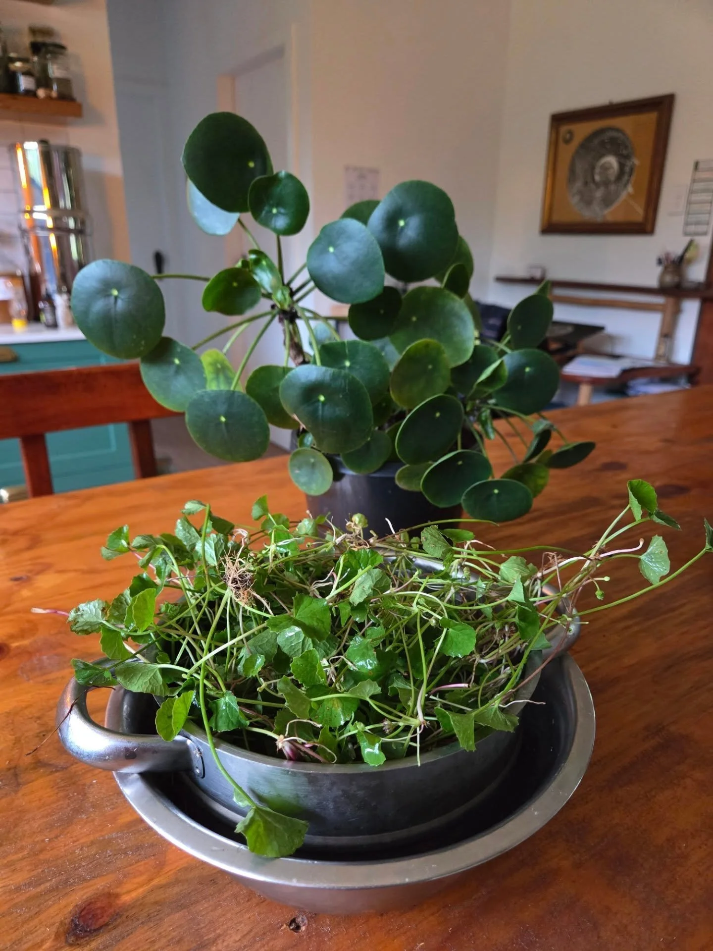 🌿 The Misidentification Mess 🌿
Centella asiatica (Gotu Kola) in the foreground and a Hydrocotyl spp. in the background. 

We are in the age of misinformation,  made worse by the internet. Made particularly worse by herbalists/naturopaths/ medicine 