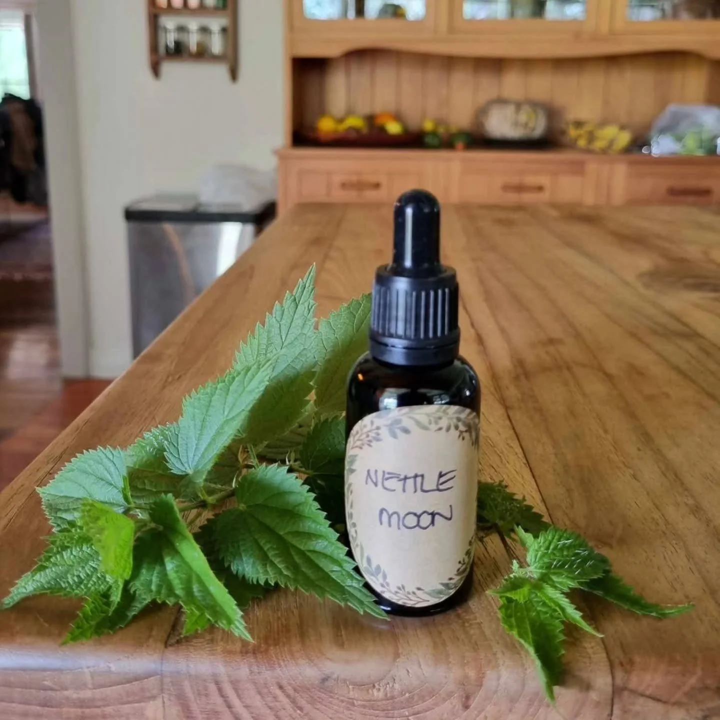 🌿 Taking Enrolments now for the Stinging Nettle Moon 🌿 
Join us for a journey with Stinging Nettle through one complete moon cycle, beginning on 29th March (new moon). 

Deepen your connection to this powerful Nettle and learn practical knowledge l