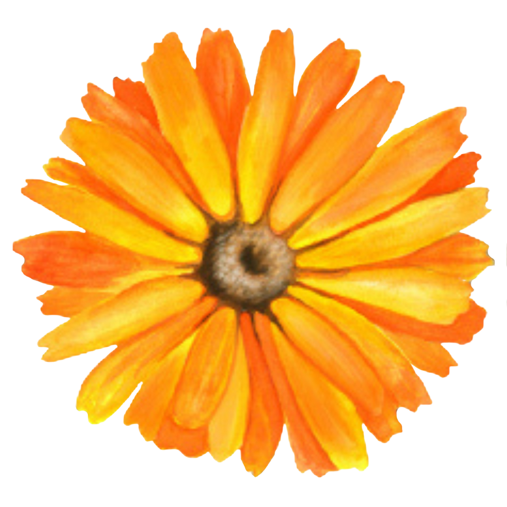 Alchemilla Herbals