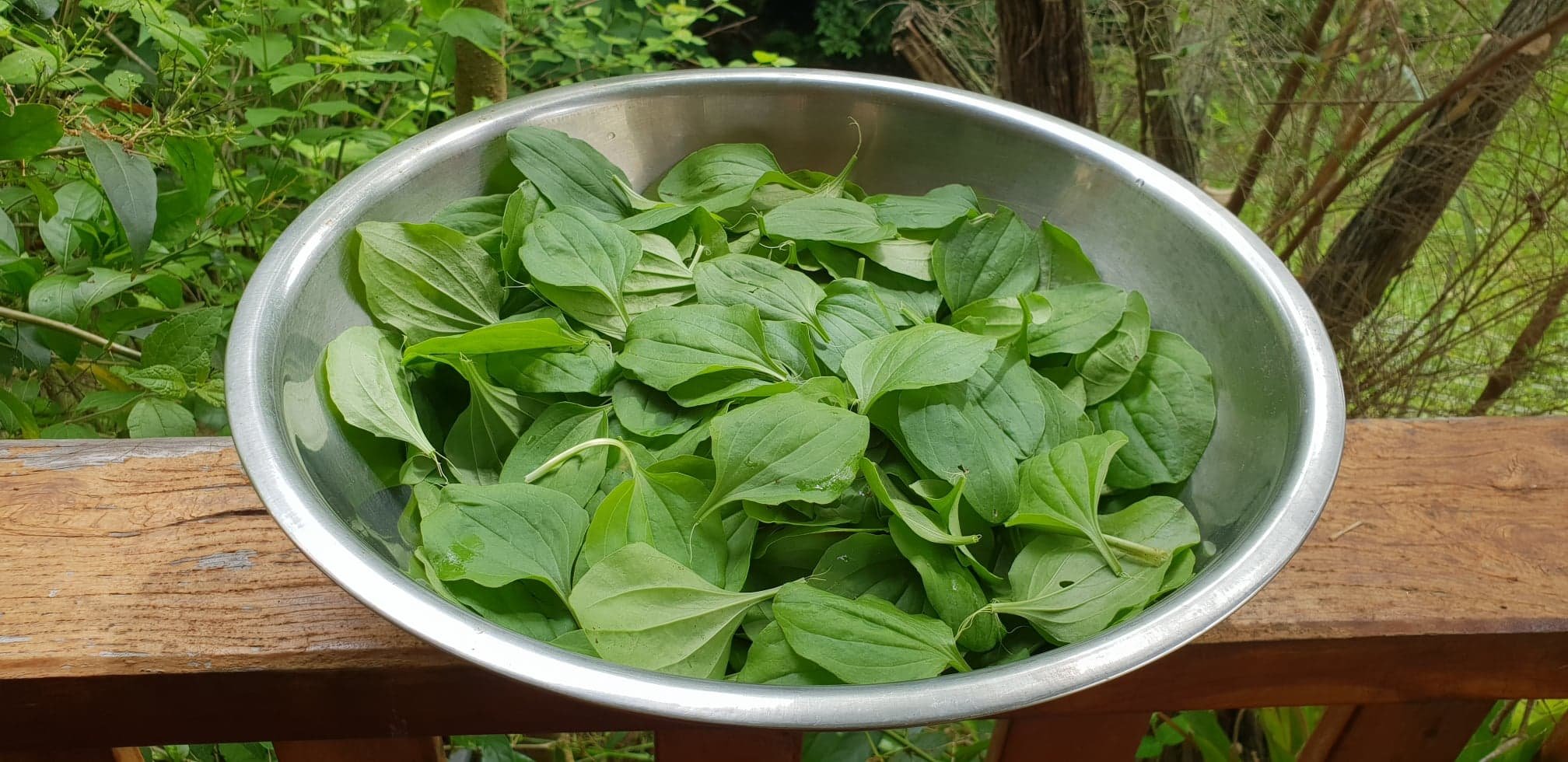 Plantain Harvest Plantago major.jpg