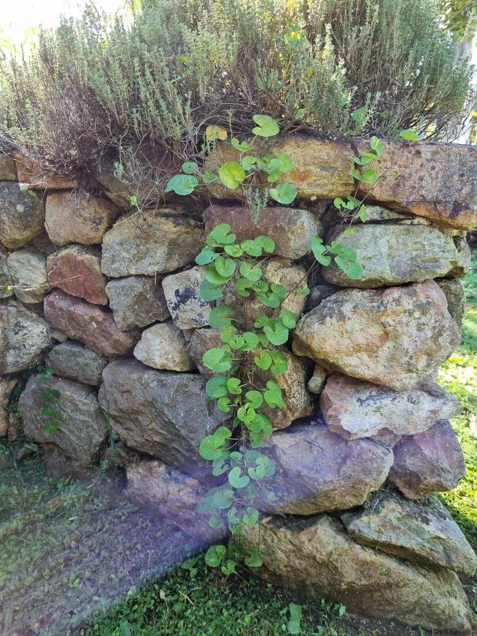 Green vine with round leaves growing on a stone wall made of large irregular rocks.