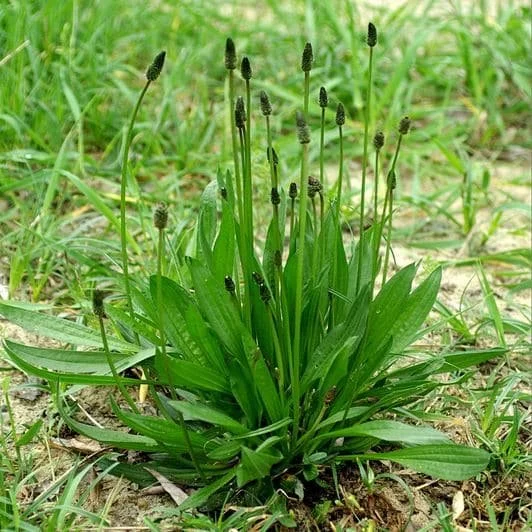 buckhorn-plantain-plantago-lanceolata.jpg
