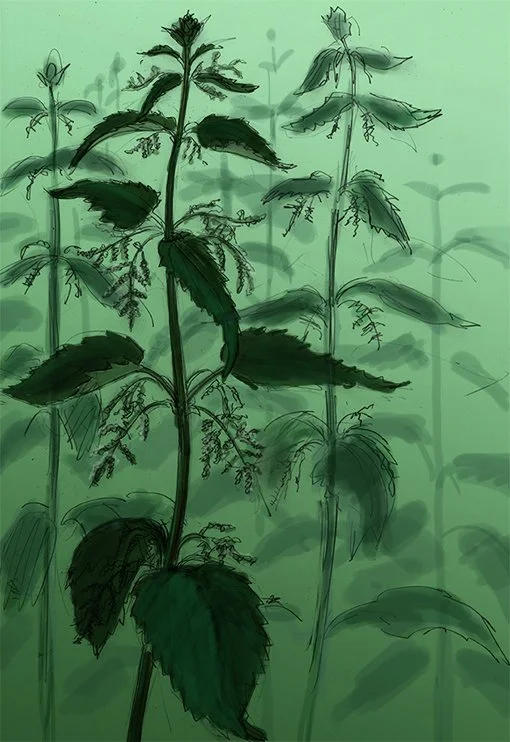 Illustration of tall green plants with spiky leaves and hanging seed clusters, appearing to grow in a dense area.