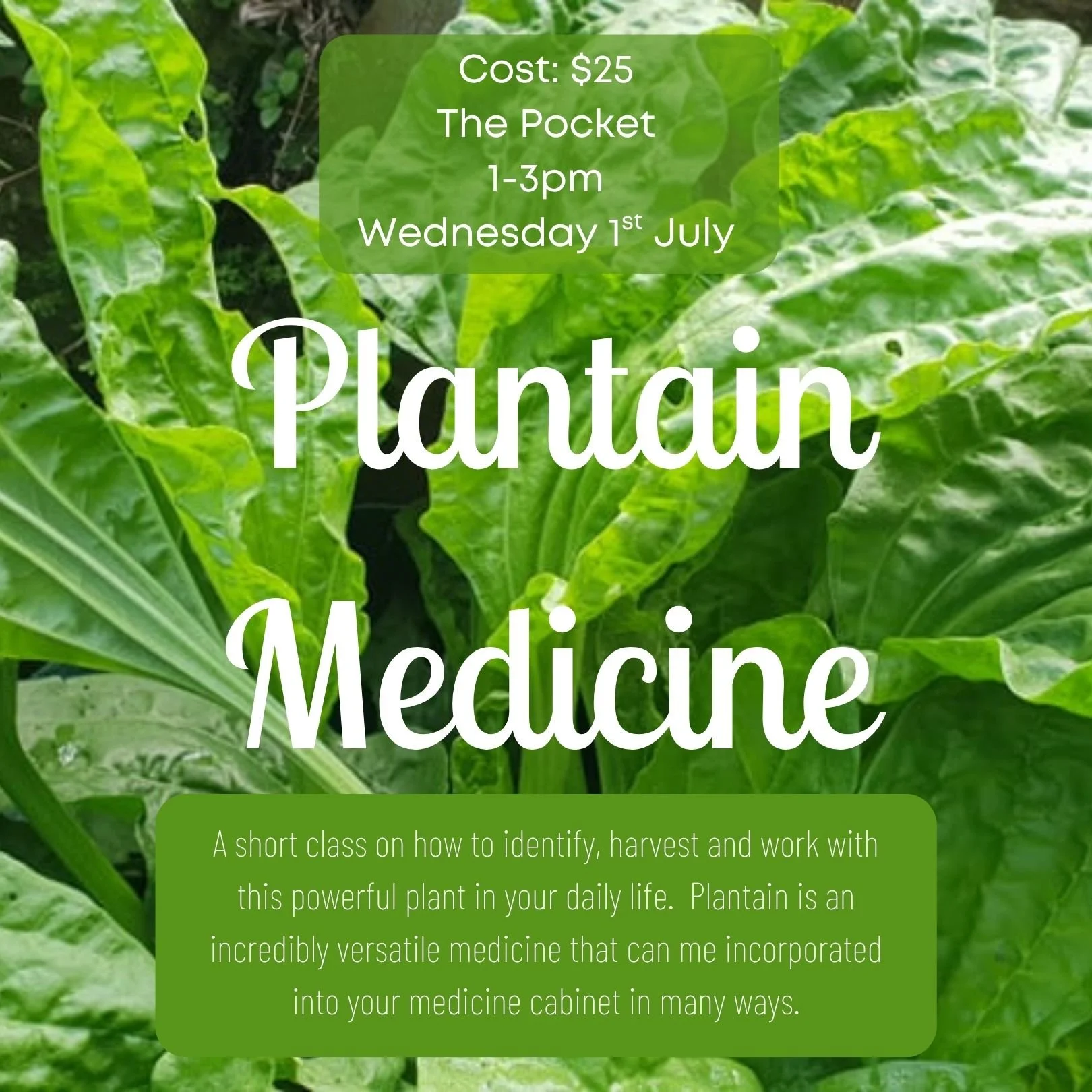 Plantain Medicine.jpg