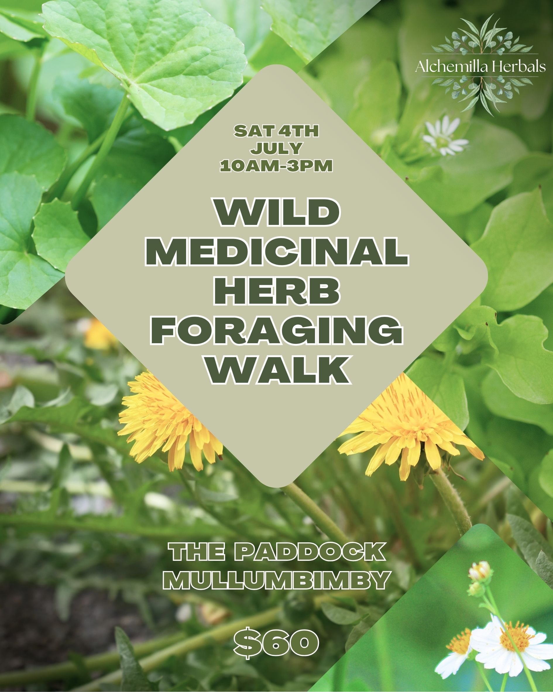 Wild Medicinal herb foraging walk IG.jpg
