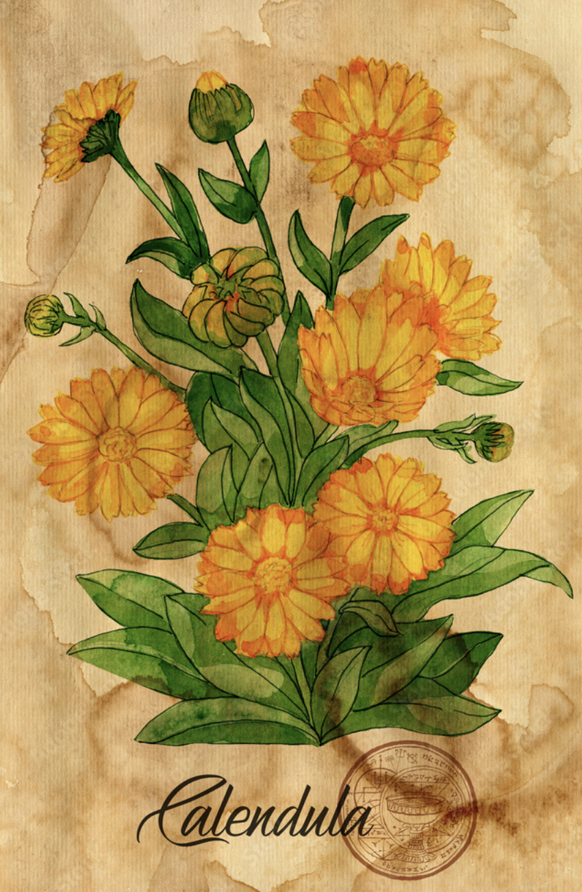 Hand-drawn watercolor illustration of a Calendula plant with bright orange flowers, green leaves, and buds, on a vintage parchment-style background labeled 'Calendula'.